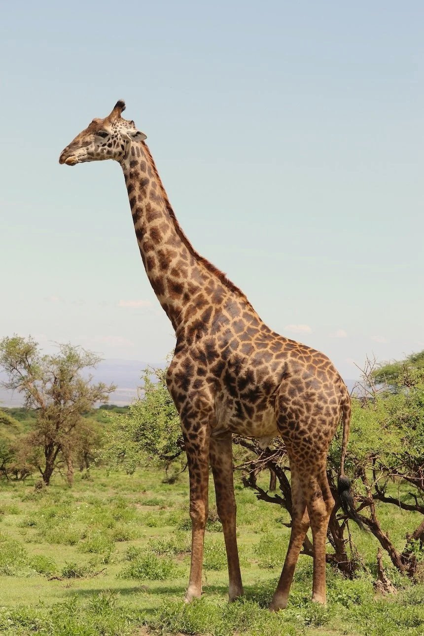 Africa’s Most Underrated Safari