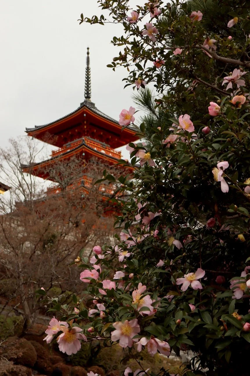 Kyoto-Japan-Sarah-Casewit-67.JPG