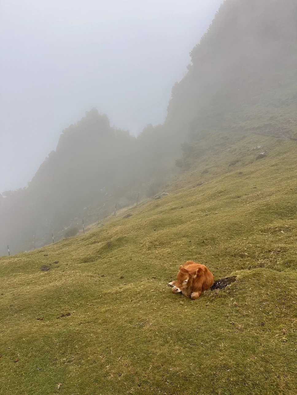 Best-Hikes-Madeira-Portugal-Travel-17.jpeg