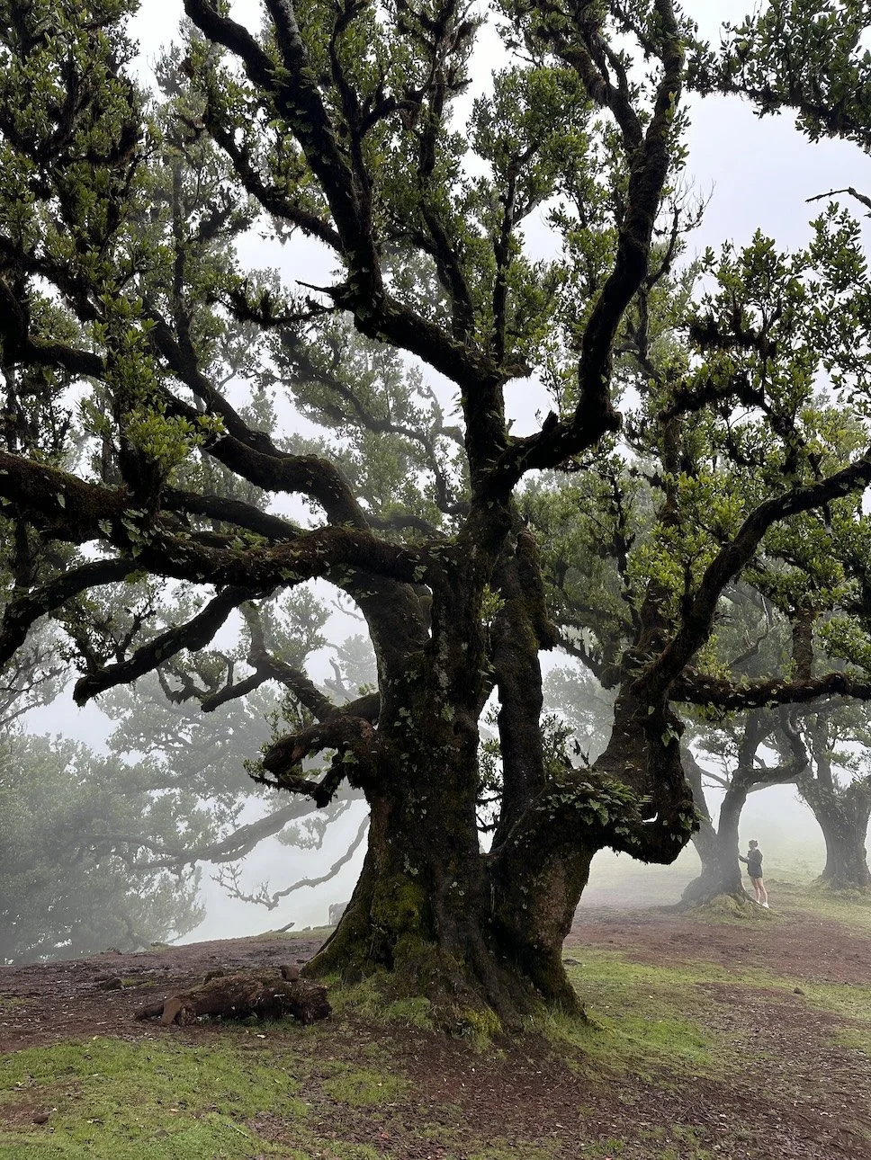 Best-Hikes-Madeira-Portugal-Travel-20.jpeg