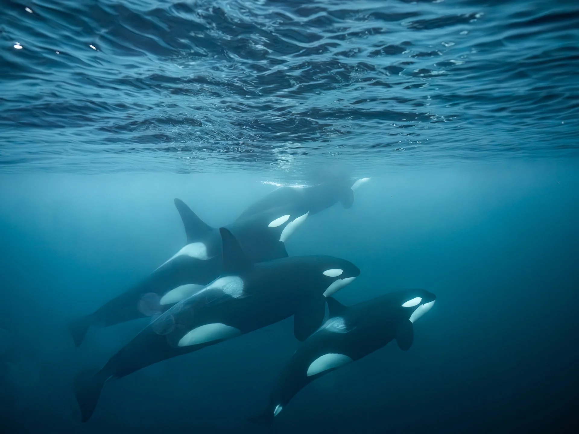 Orcas-Northern-Lights-Norway-Luxury-Tour-Arctic-Circle-10.jpeg