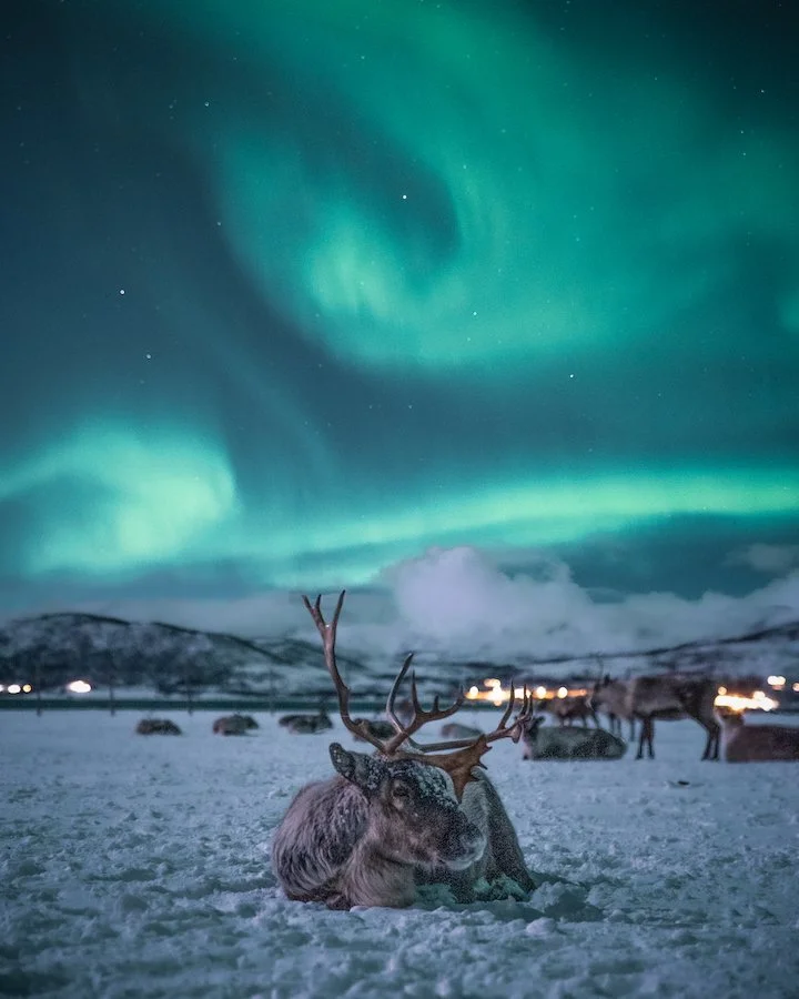 Norway-Arctic-Circle-Orcas-Auroras-Luxury-Journey-Reindeer-1.jpg