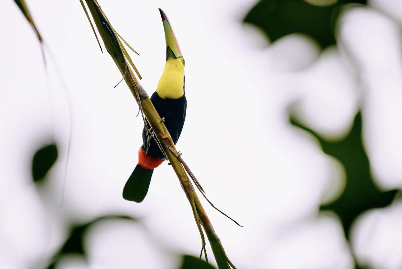 Tikal-la-lancha-Guatemala-Travel-Luxury-Tour-5.png