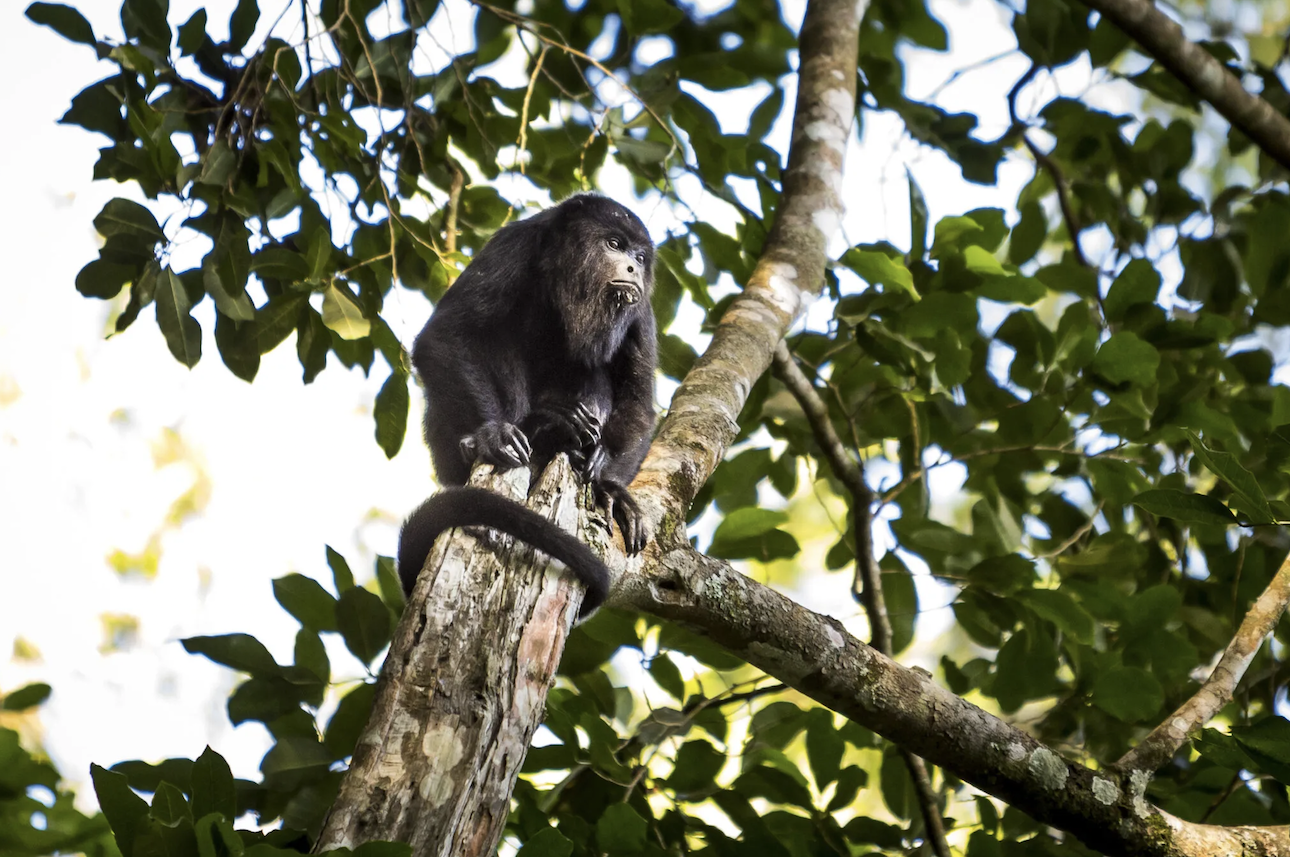Tikal-la-lancha-Guatemala-Travel-Luxury-Tour-3.png