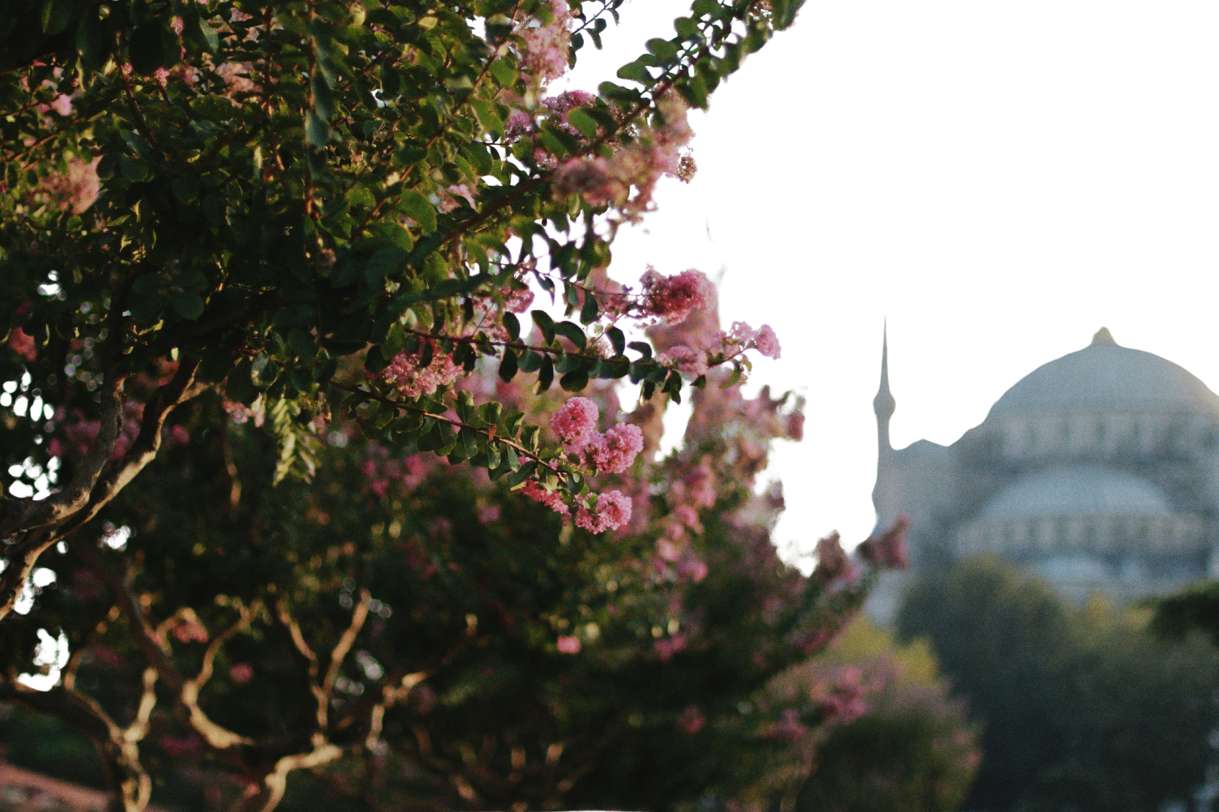 Blurry image of pink flowering trees in the foreground with a dome-shaped building in the background, possibly the United States Capitol in Washington, D.C.