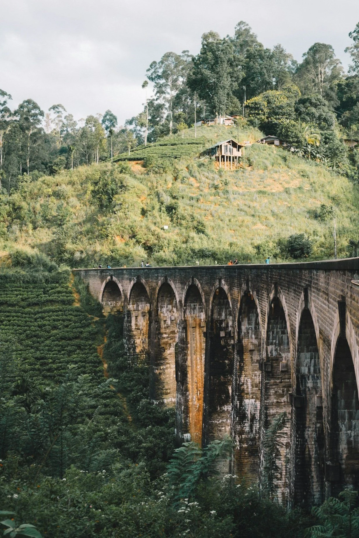 A scenic bridge spans a lush tea plantation in Sri Lanka, surrounded by vibrant green hills and clear blue skies.