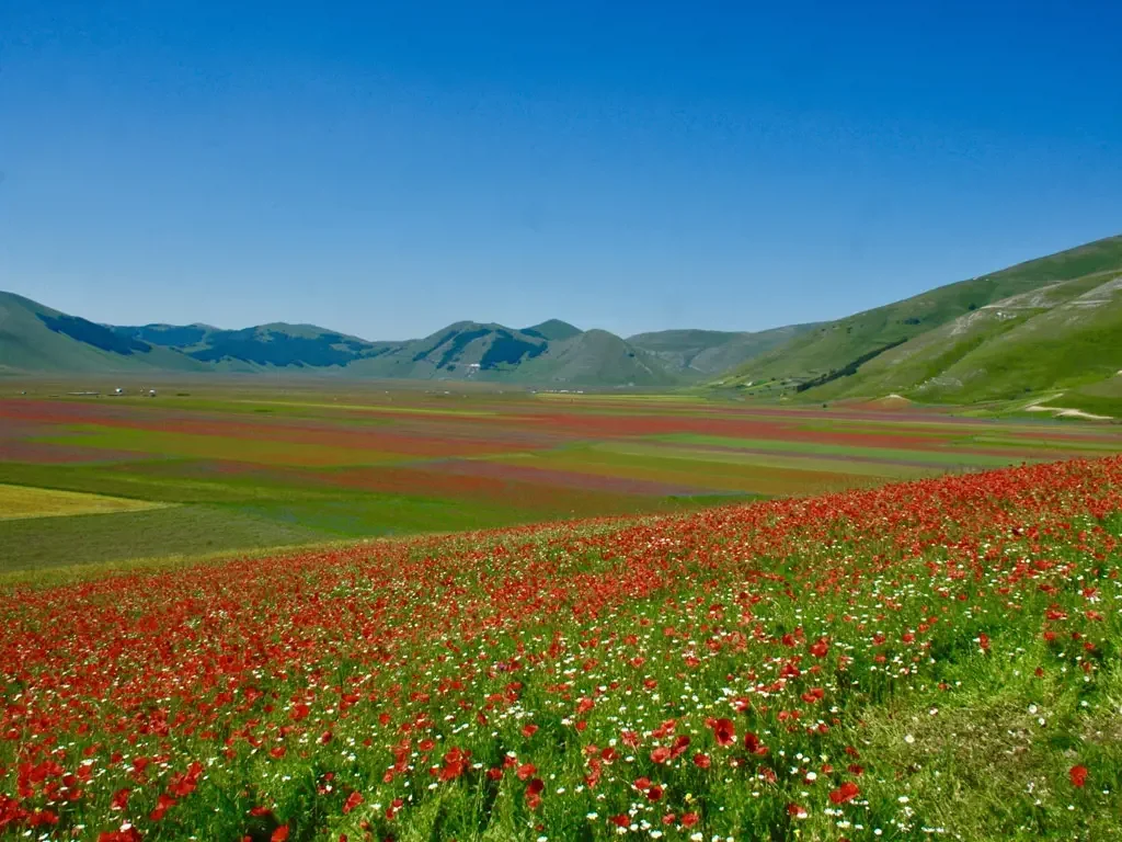 Hotel facade covered in green ivy and flowering plants, with a lit entrance and a tall spire in the background, against a purple evening sky.
