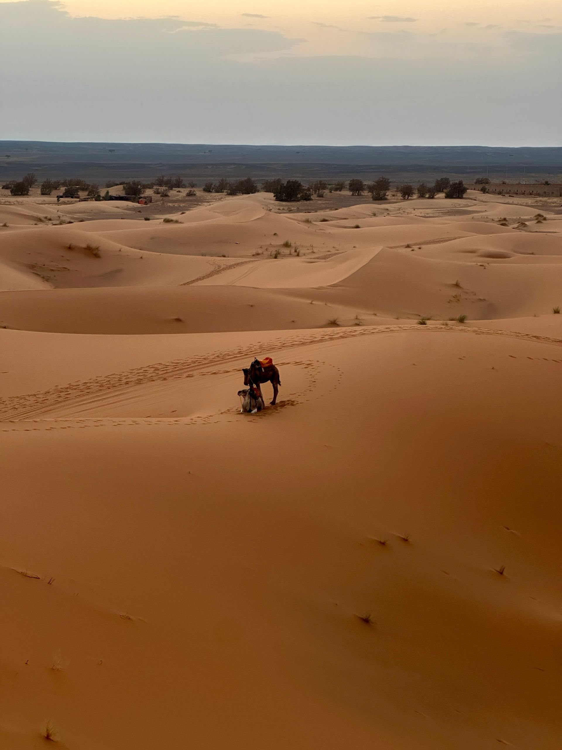 Desert landscape with sand dunes, sparse vegetation, and a donkey sitting in the sand with a rider on top.