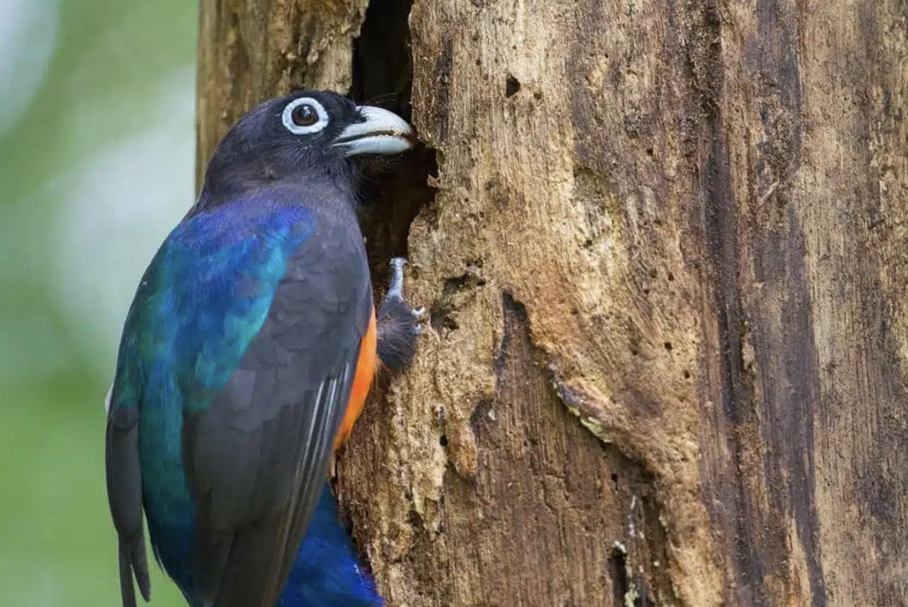 Screen Shot 2025-06-04 at 12.14.31 PM.png