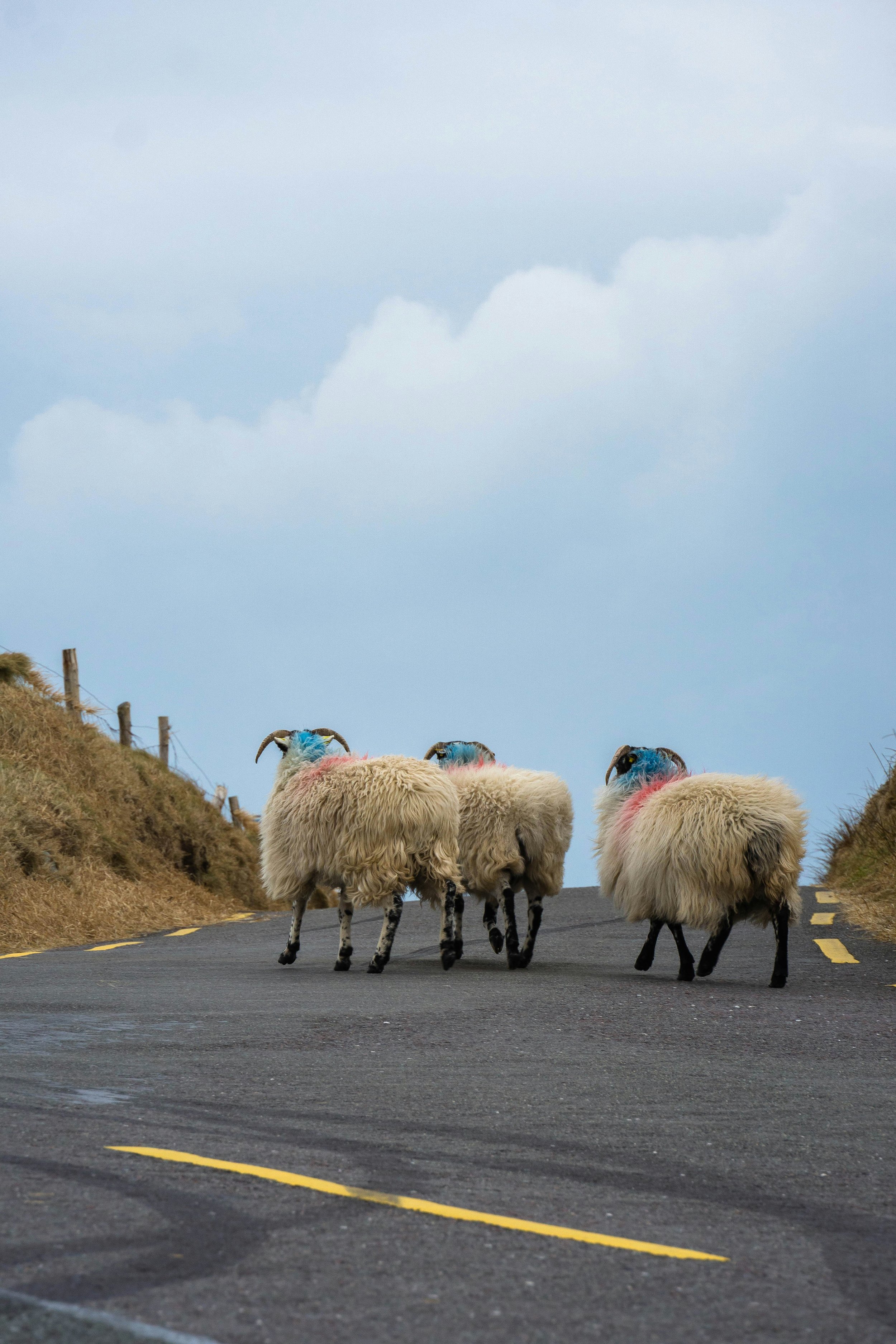 Four sheep walking on a rural road with a cloudy sky in the background.