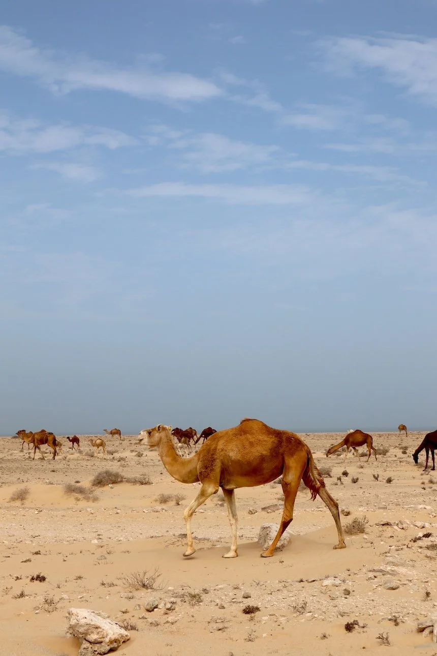 Camels in Dakhla Morocco