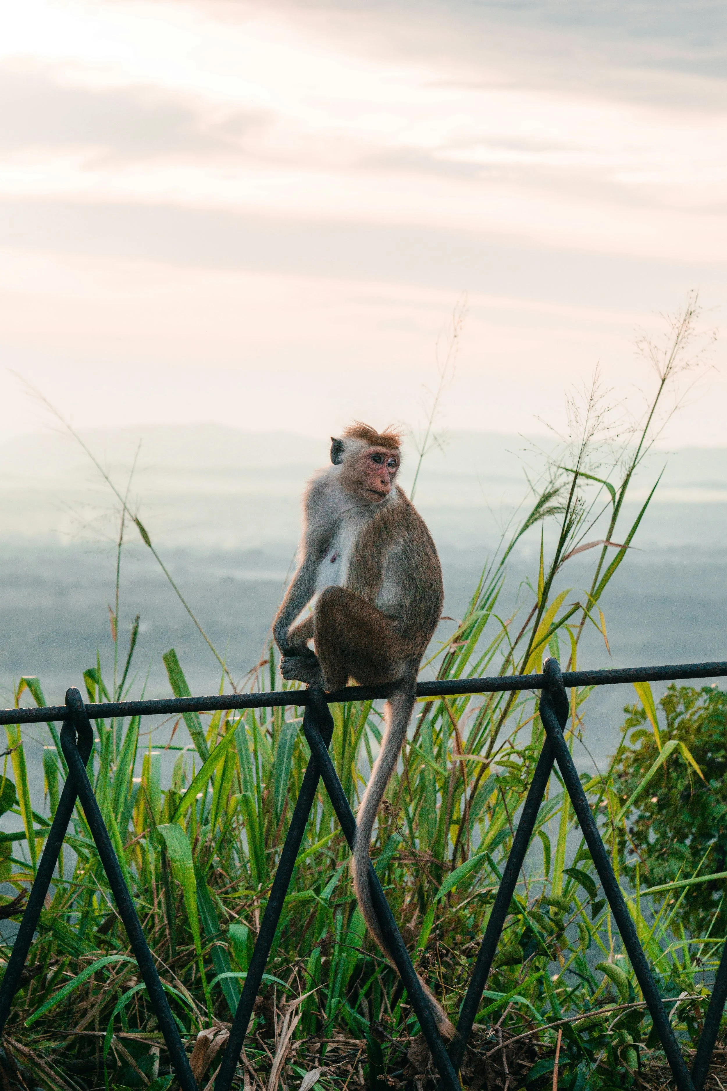 A monkey sitting on a metal fence with a scenic natural landscape in the background.