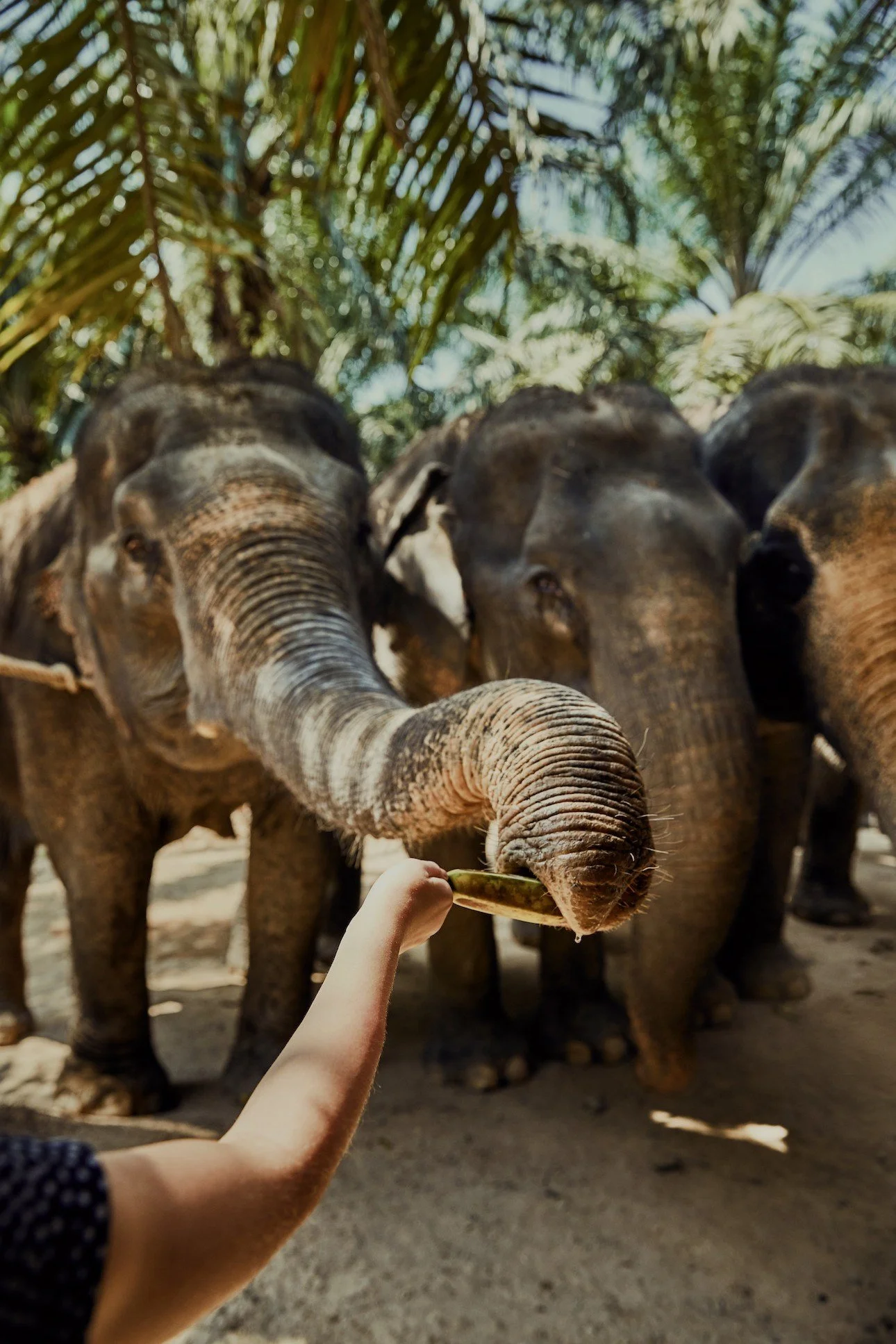 Elephant-Feeding-Thailand.jpg