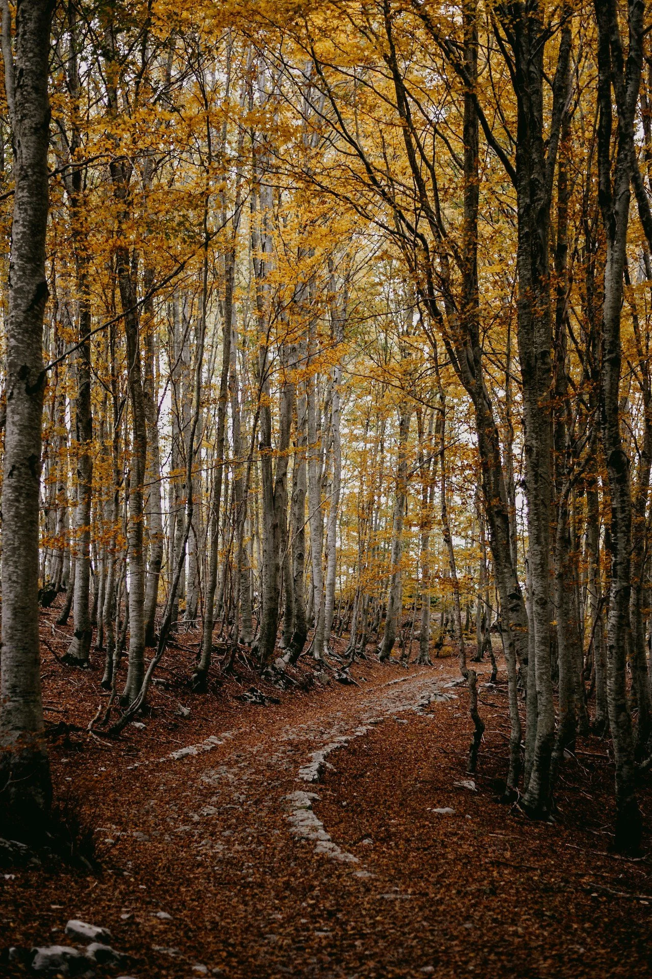 A winding path through a vibrant fall forest, with colorful leaves and tall trees lining both sides.