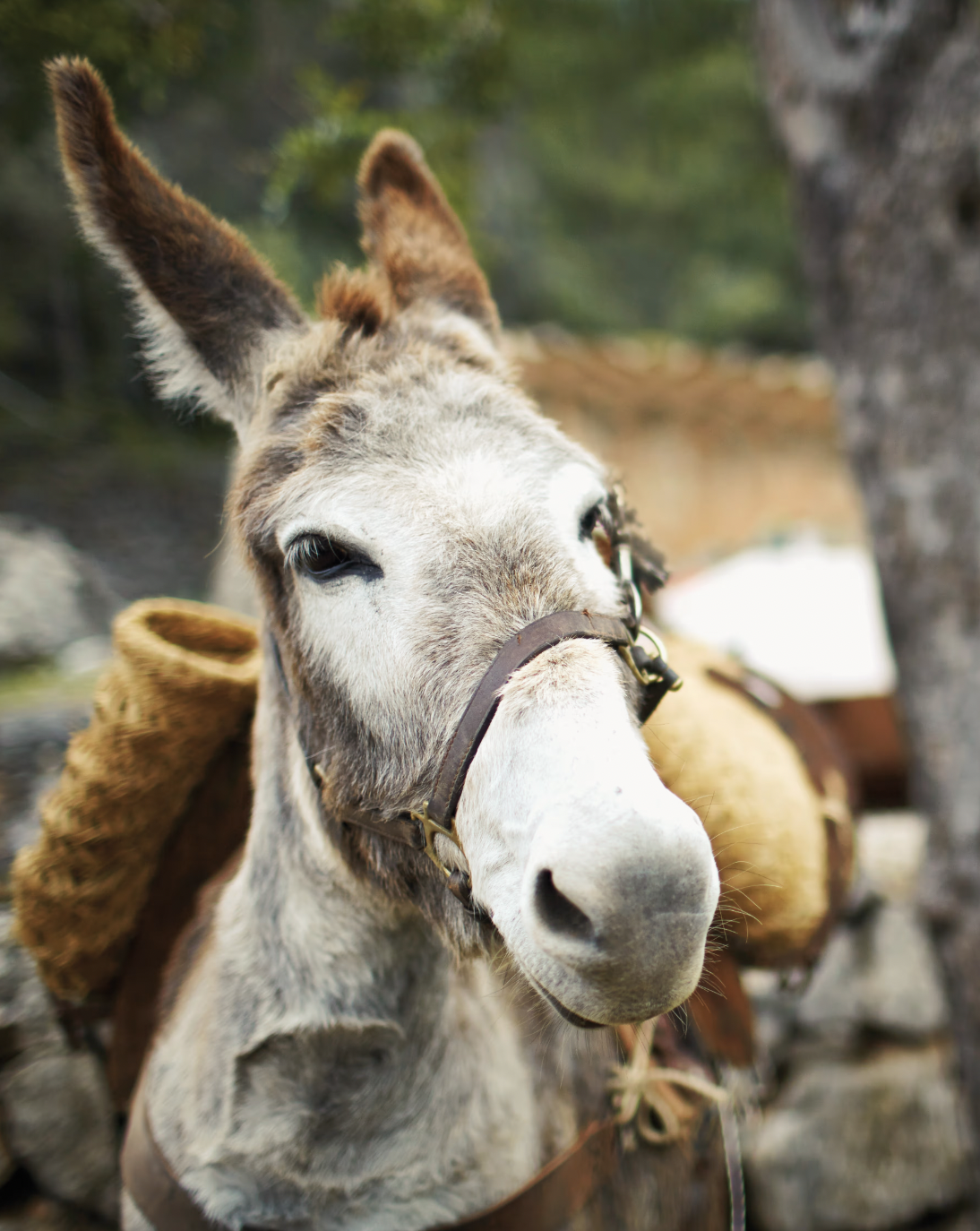 Close-up of a donkey with a gray and white coat, wearing a harness, with a blurred outdoor background.