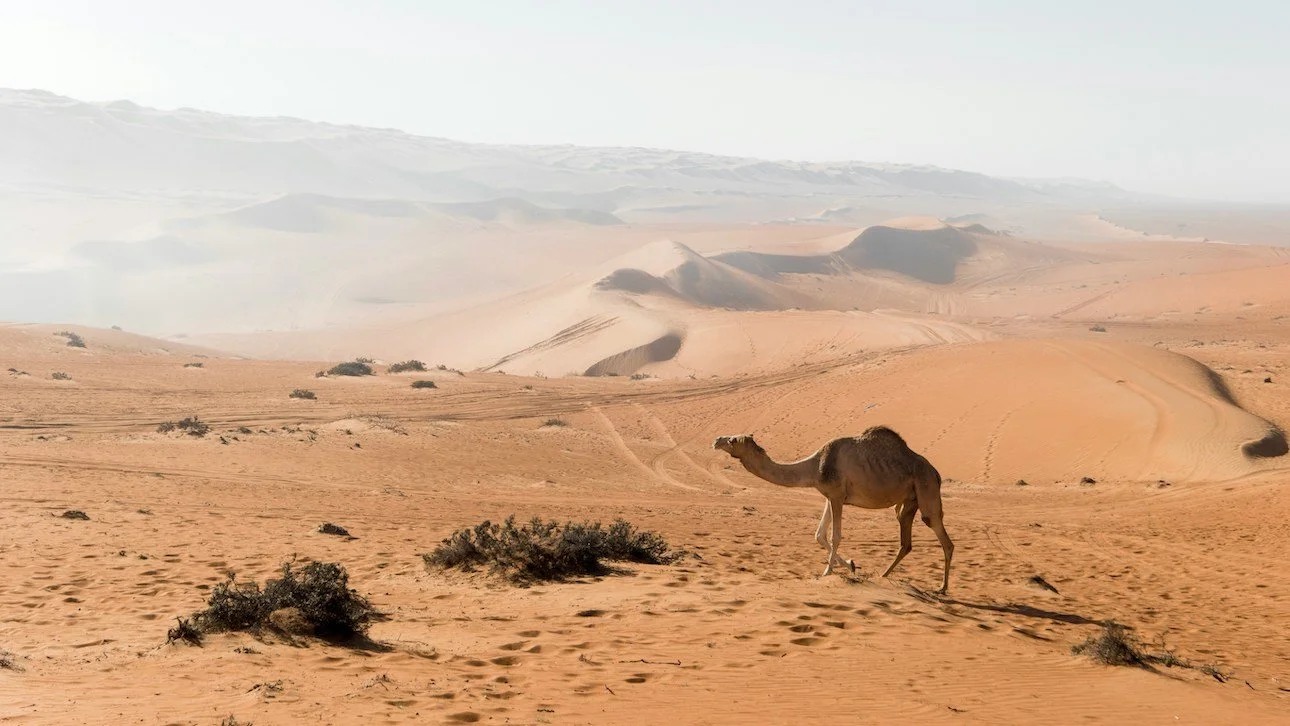 A camel walking across a desert with sand dunes and sparse vegetation under a clear sky.