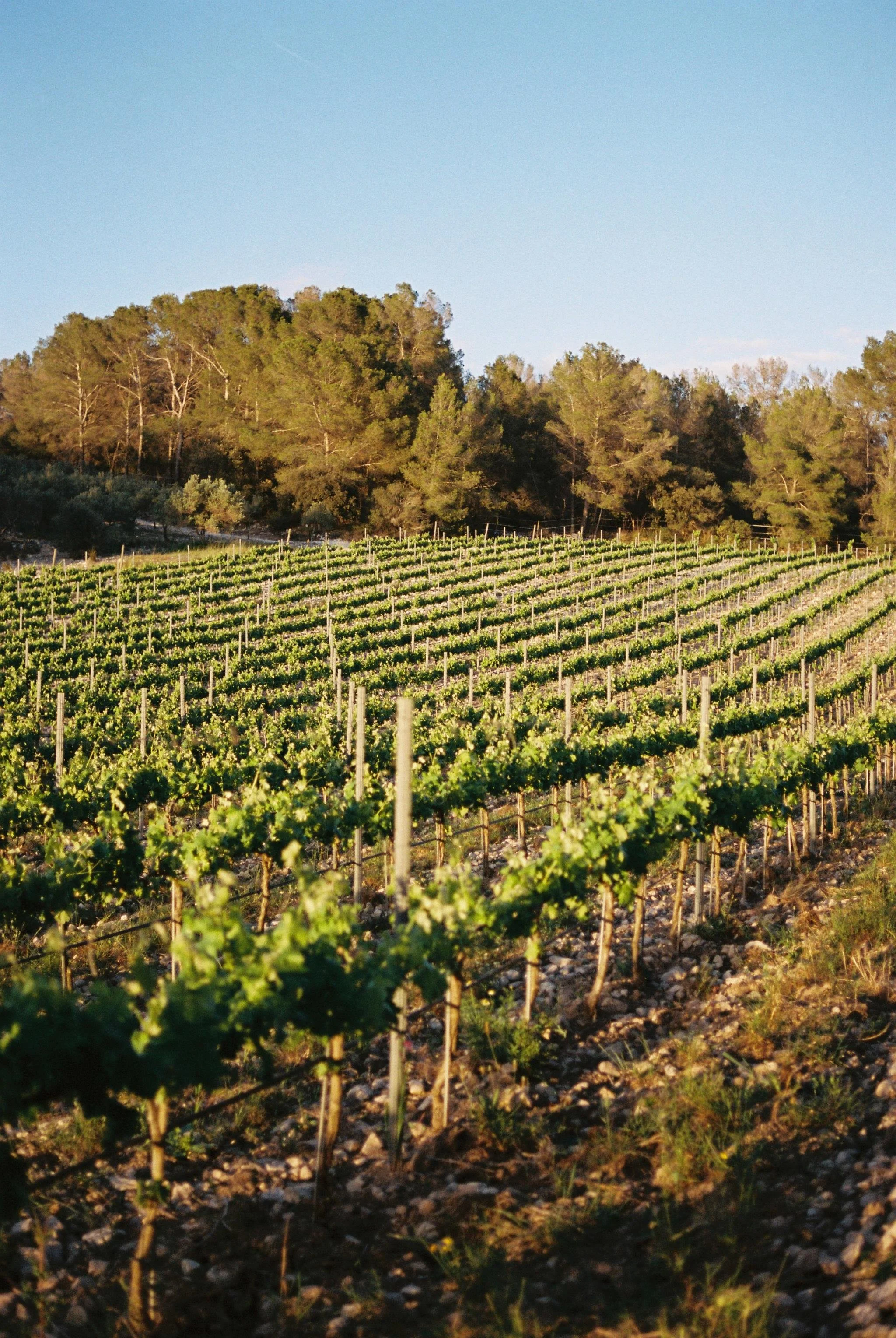 Finca-Serena-Mallorca-Spain-7.jpg