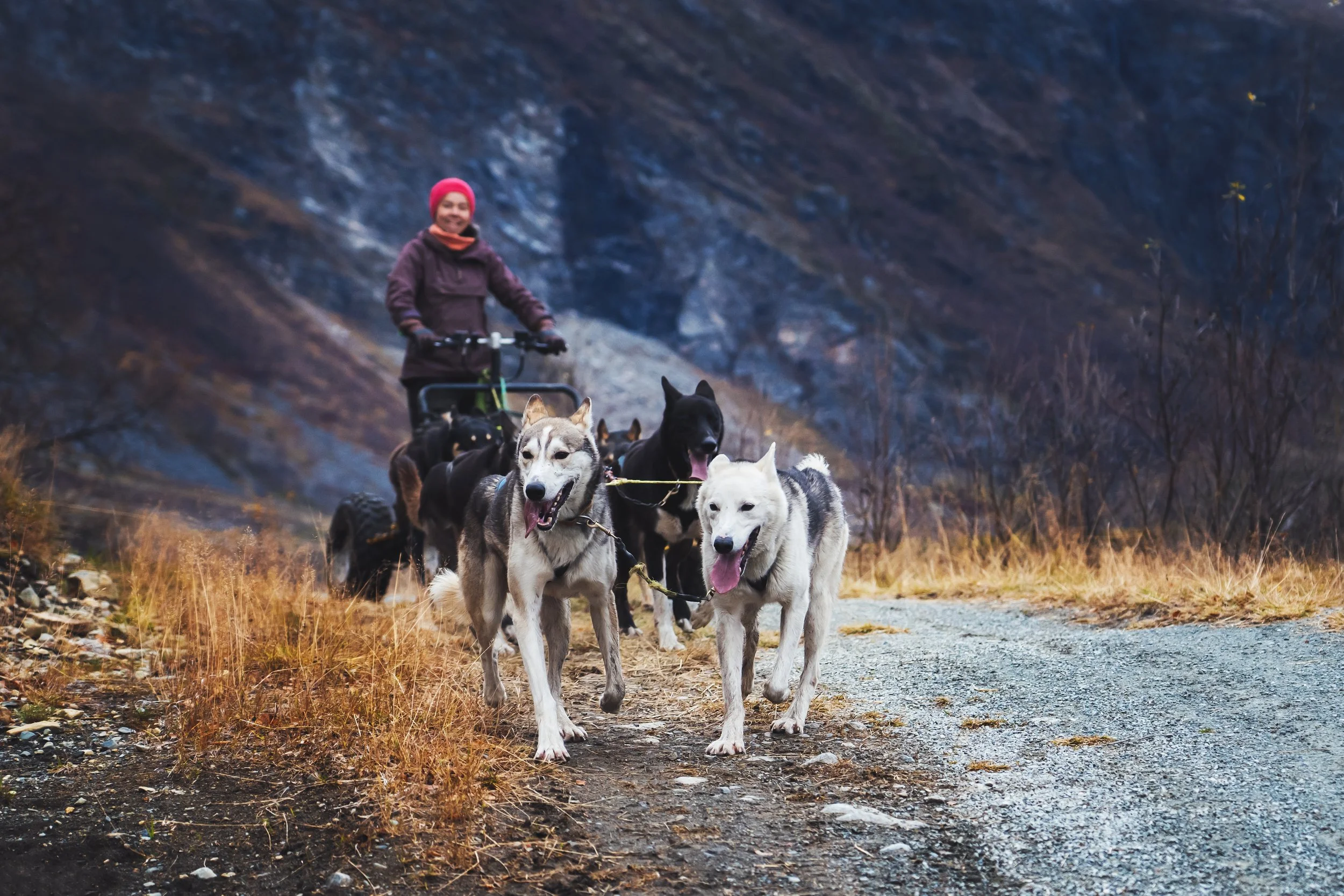 A woman in outdoor clothing and a pink hat walking a team of huskies on a trail in a mountainous landscape during fall.