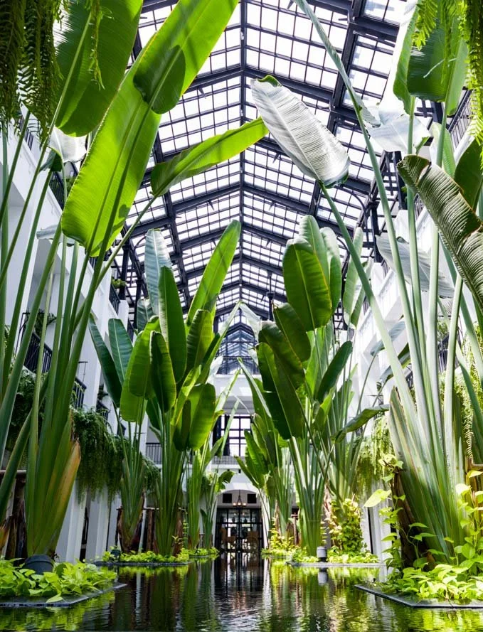 Indoor garden with large tropical plants and a glass roof.