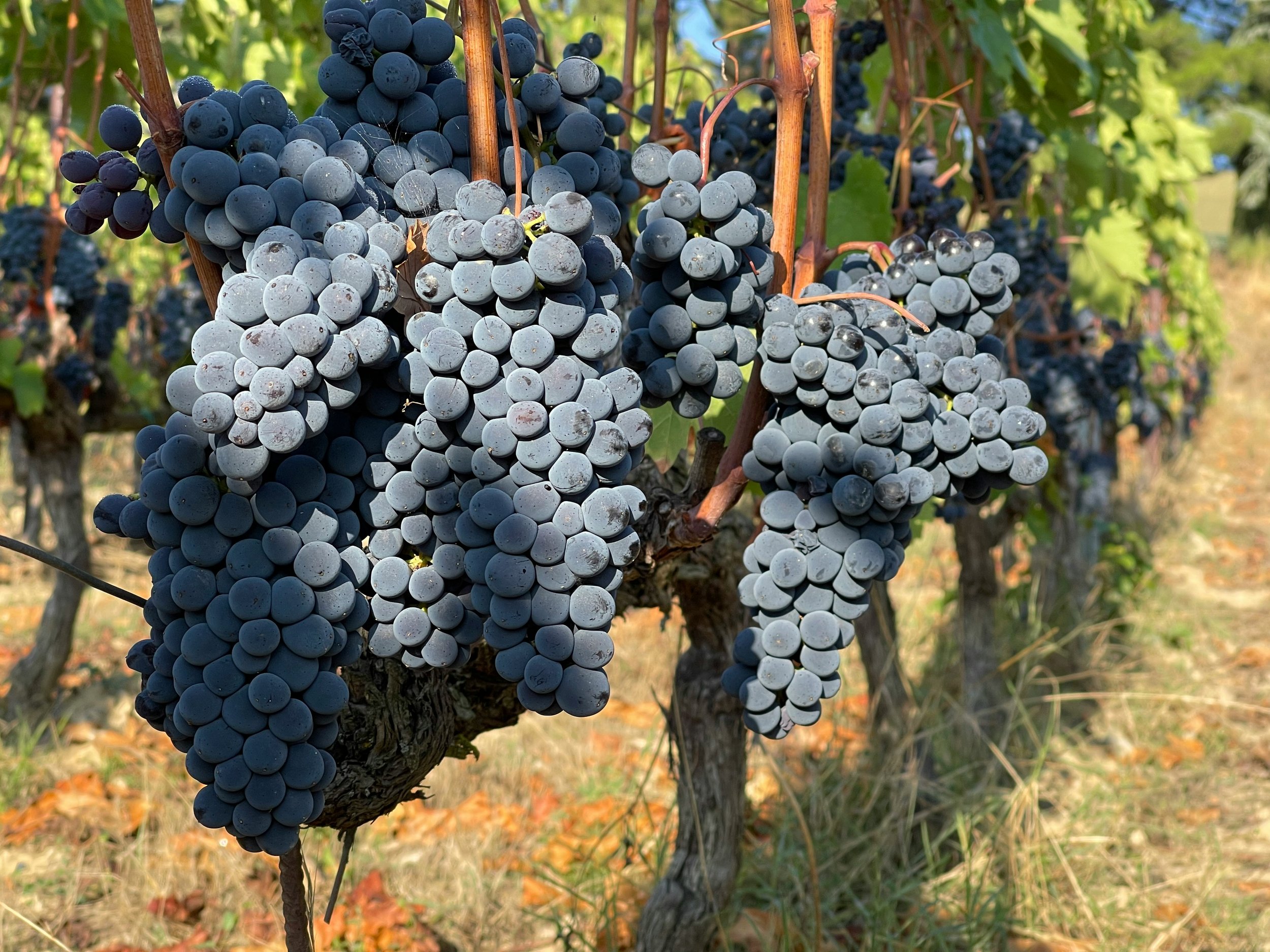 Bunches of ripe grapes hanging from vines in a vineyard.