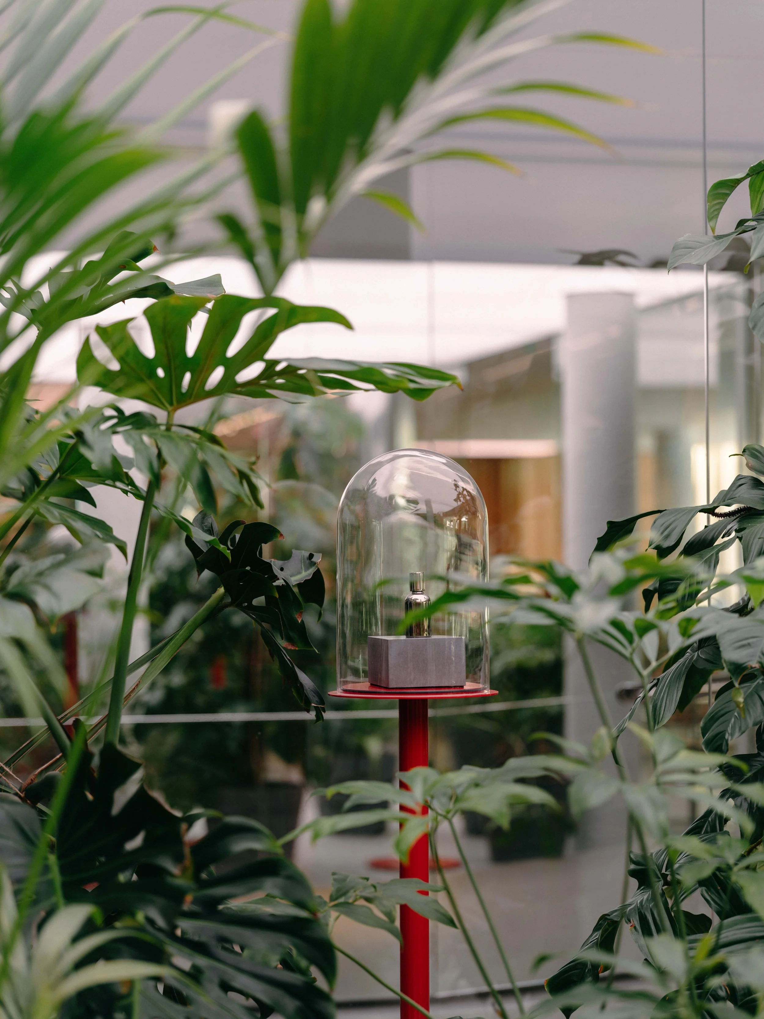 A display of perfume bottles inside a glass dome, situated on a red stand among lush green plants in a bright indoor space.
