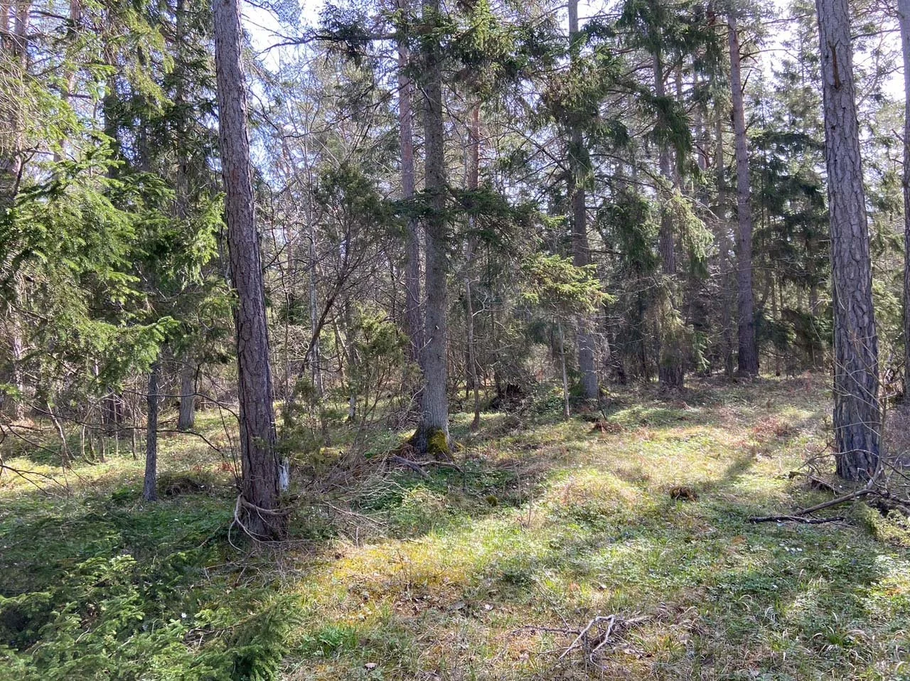 Ekoskog utvecklar referensskogar