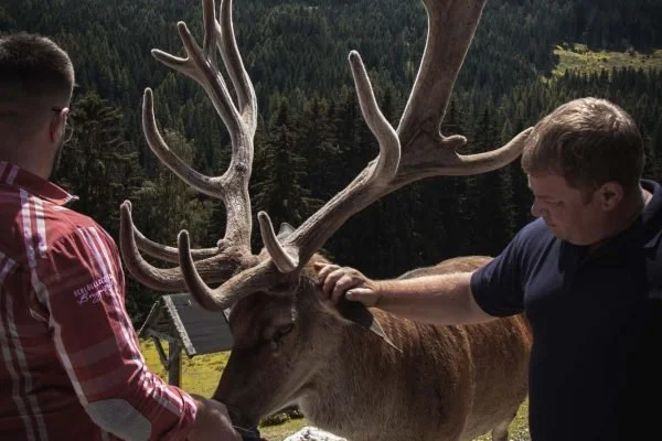 Hirsche und Sternen Nächte im Hüttendorf Schlöglberger