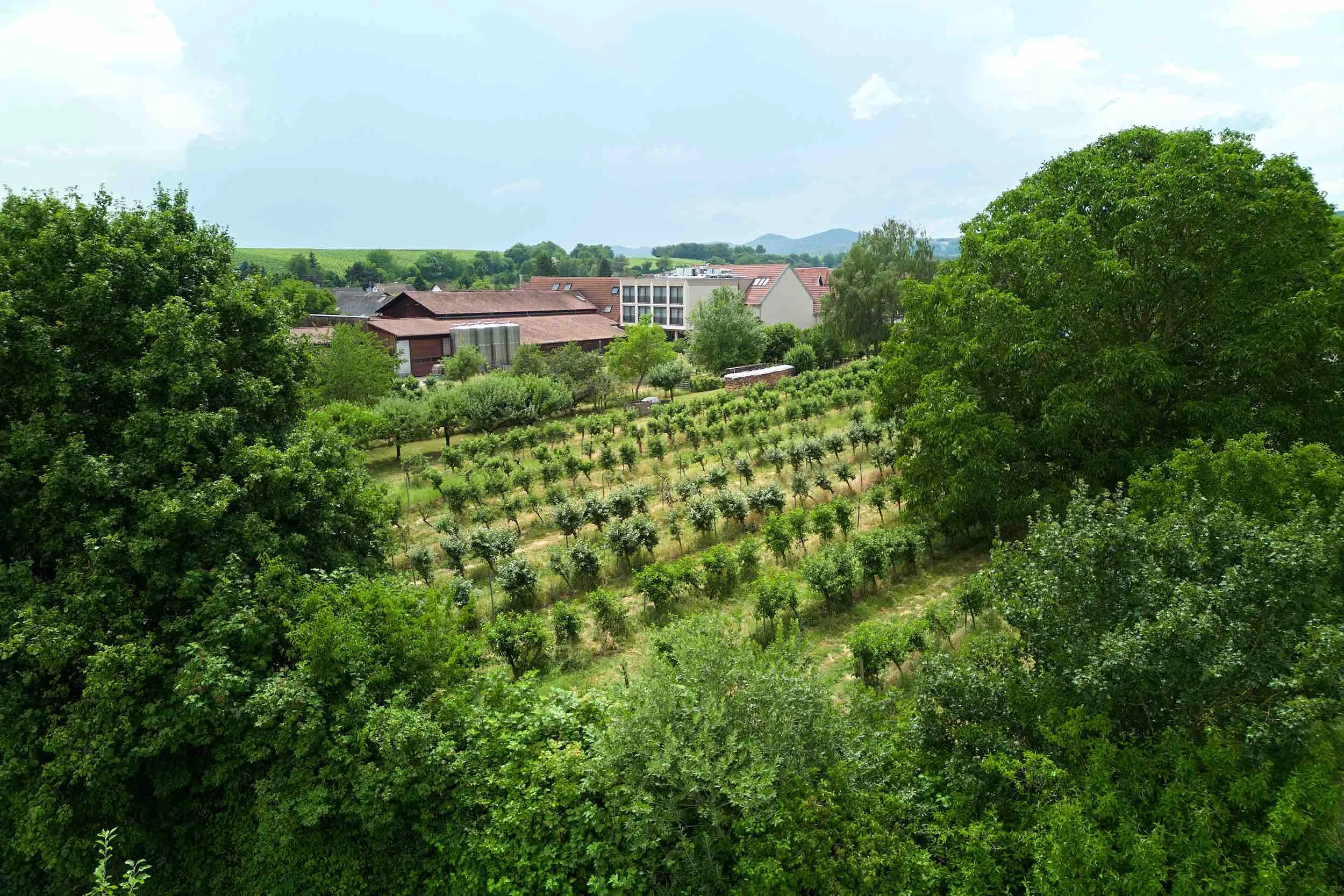 Weingut Fritz Walter_Luftbild.jpeg