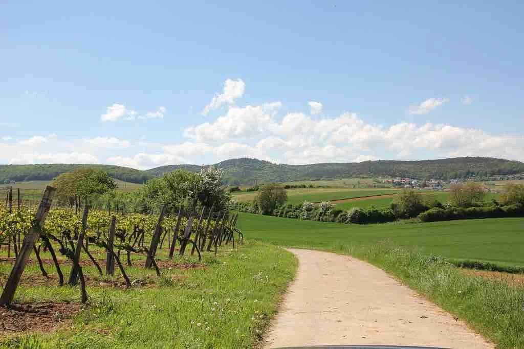 Weingut Fritz Walter_Sommer 2.jpeg