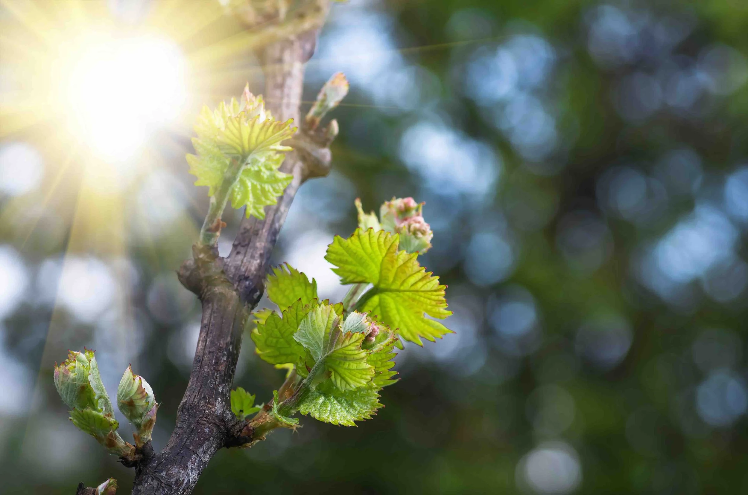 Ratscher Landhaus Herbst_1.jpeg