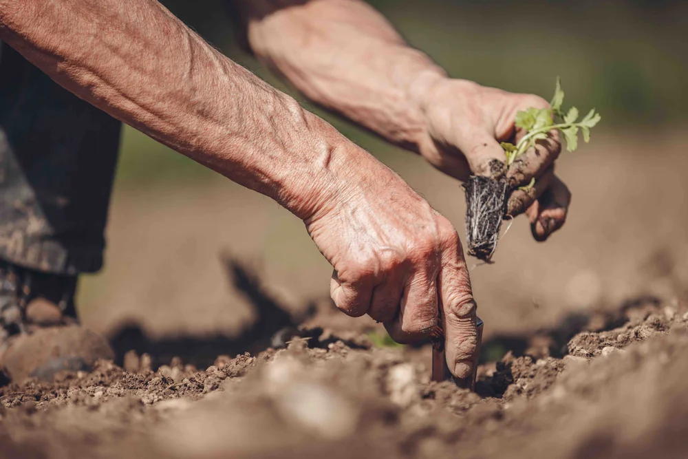 La Dolce Mela_7.jpeg