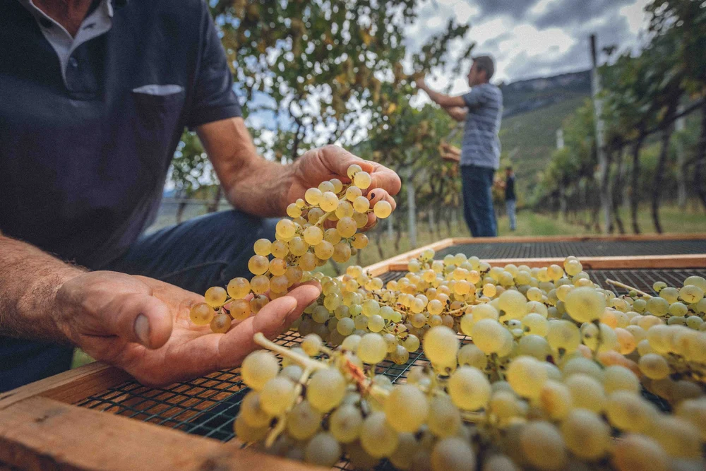 La Dolce Mela_5.jpeg