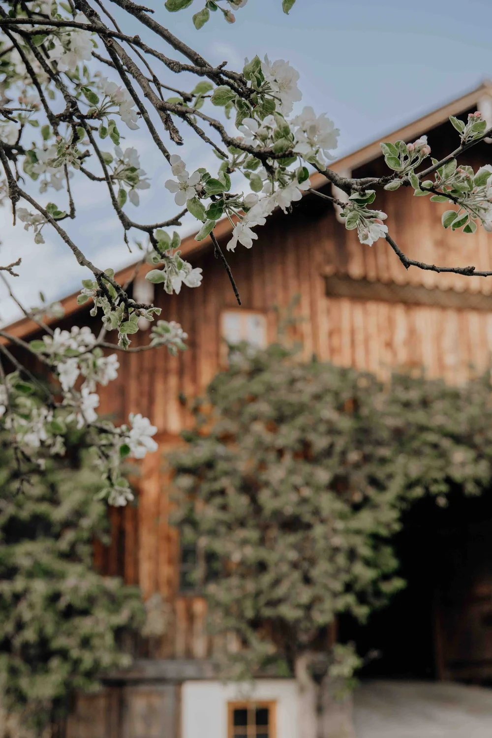 Gut Weissenhof_Hotel_Stall_Frühling_Baum.jpeg