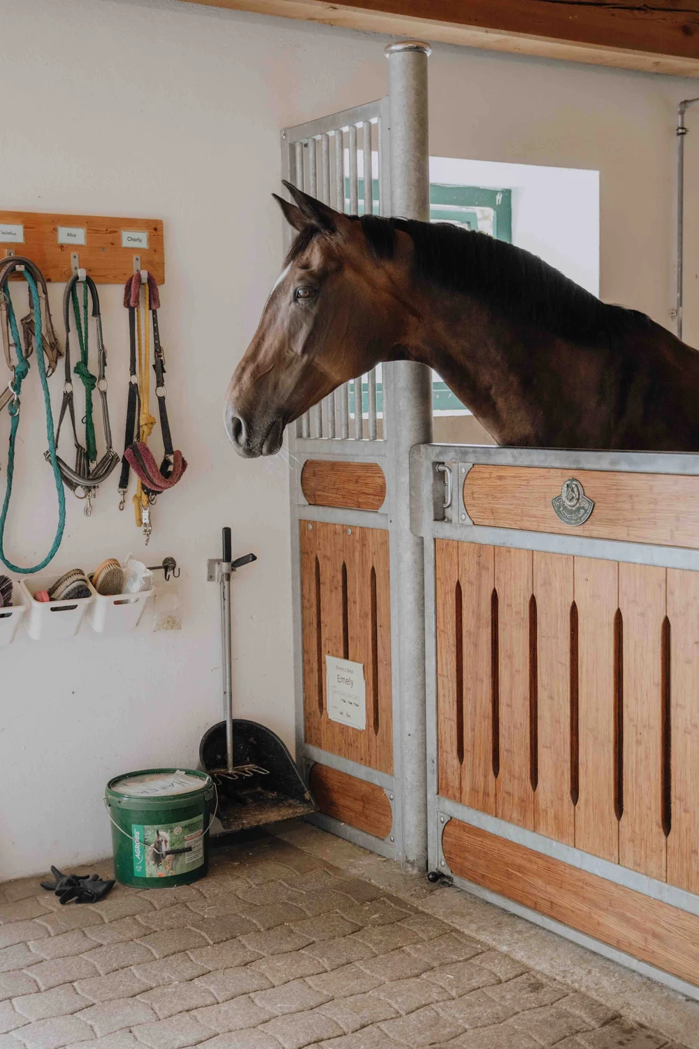 Gut Weissenhof_Reitstall_Pferd.jpeg