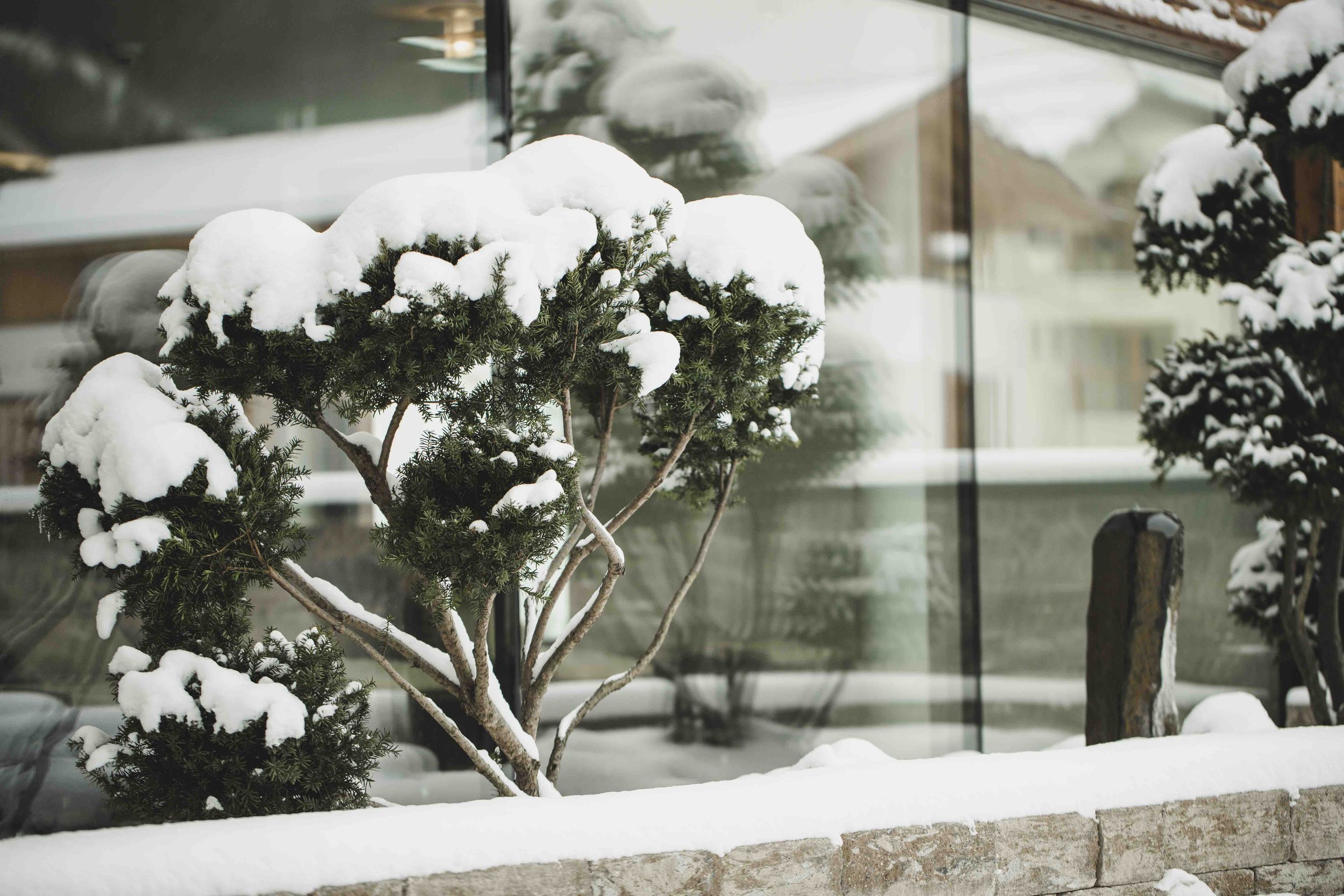 Schwarzer Adler_Winter_1.jpeg