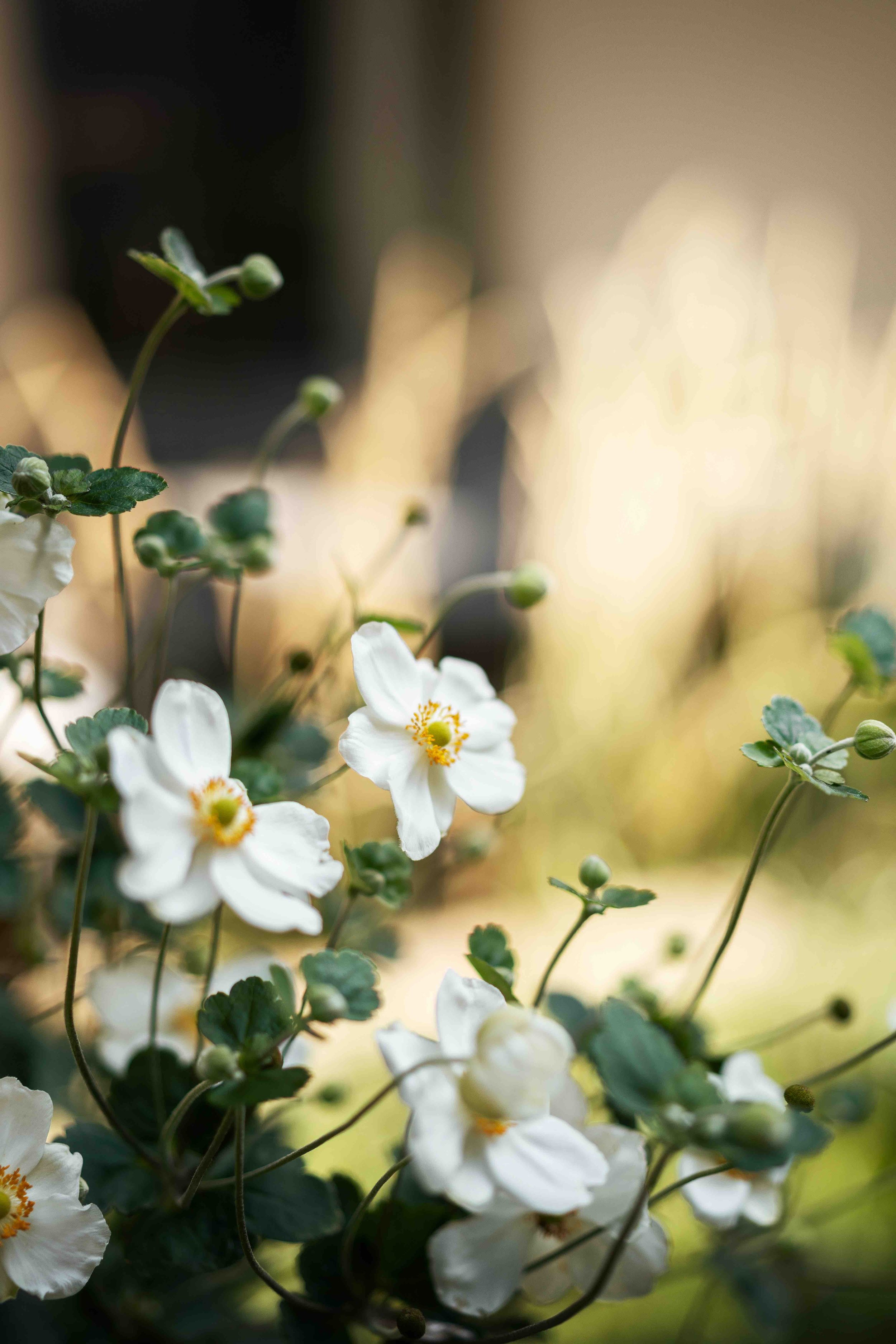 Urban Jungle Apartments_Frühling_1.jpeg