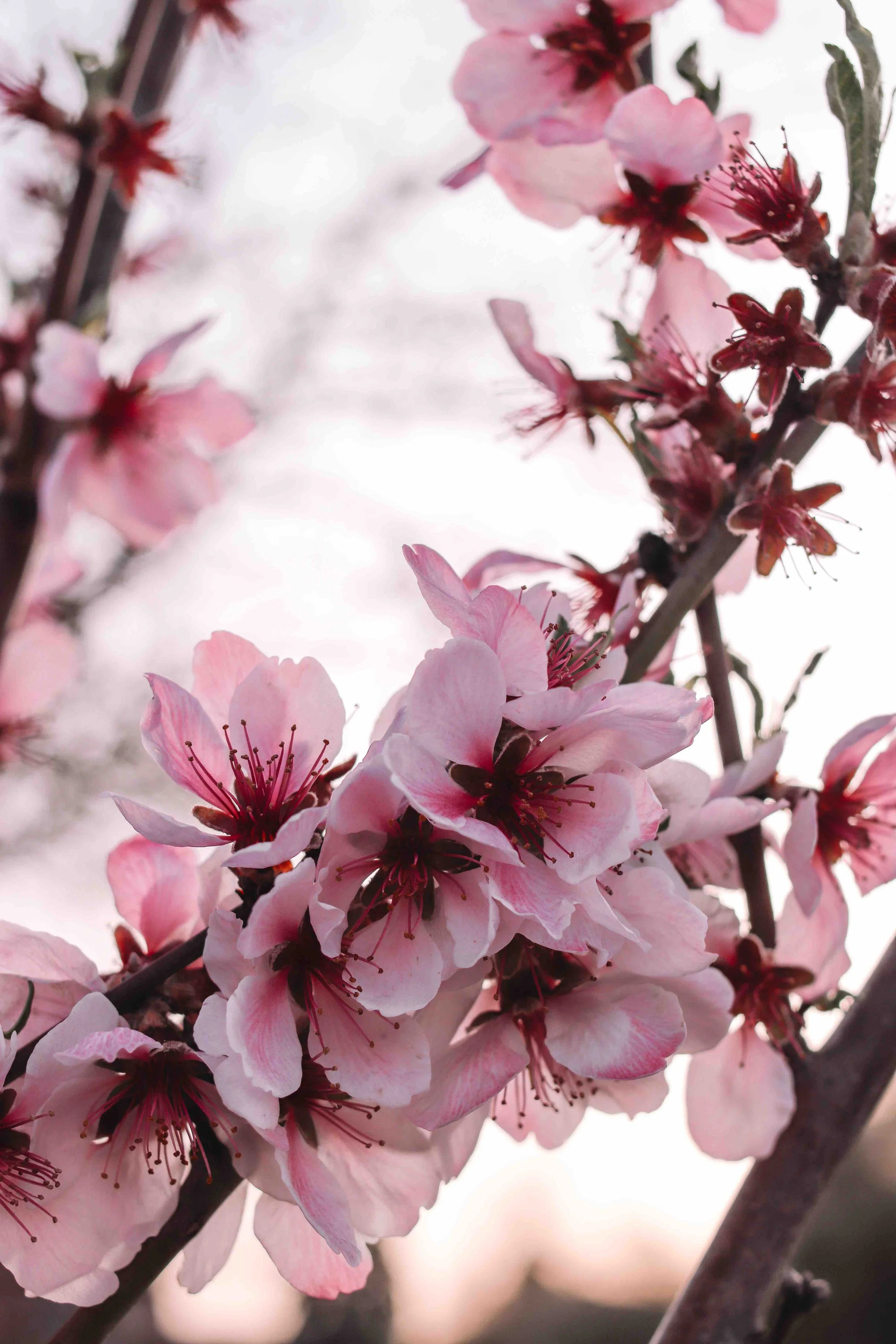 Fritz Walter_Mandelblüte_2.jpeg