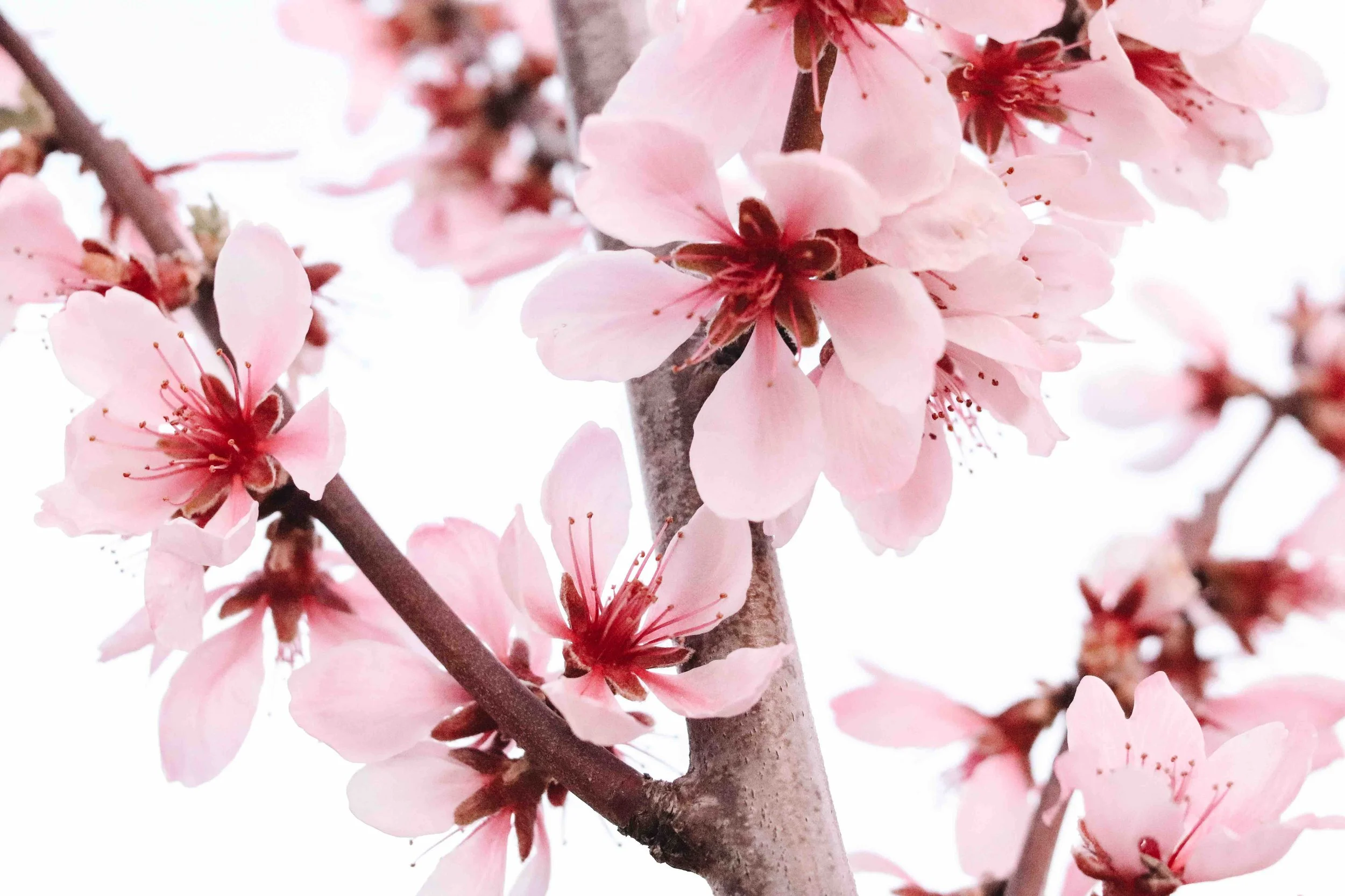 Fritz Walter_Mandelblüte_3.jpeg