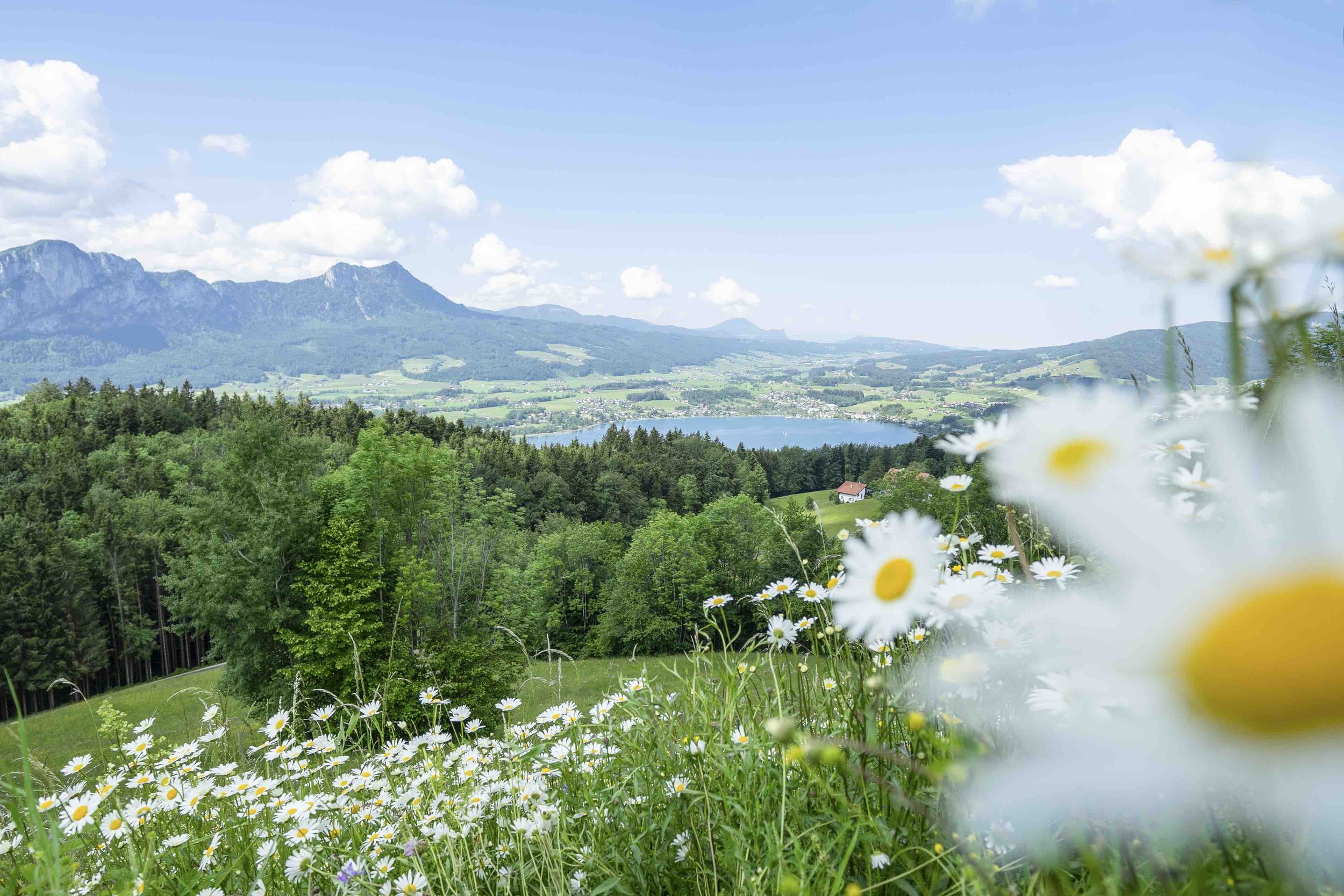 MondseebergFruehlingWanderung_TVBMondseeIrrseeViktoriahofauerfotografie.jpeg