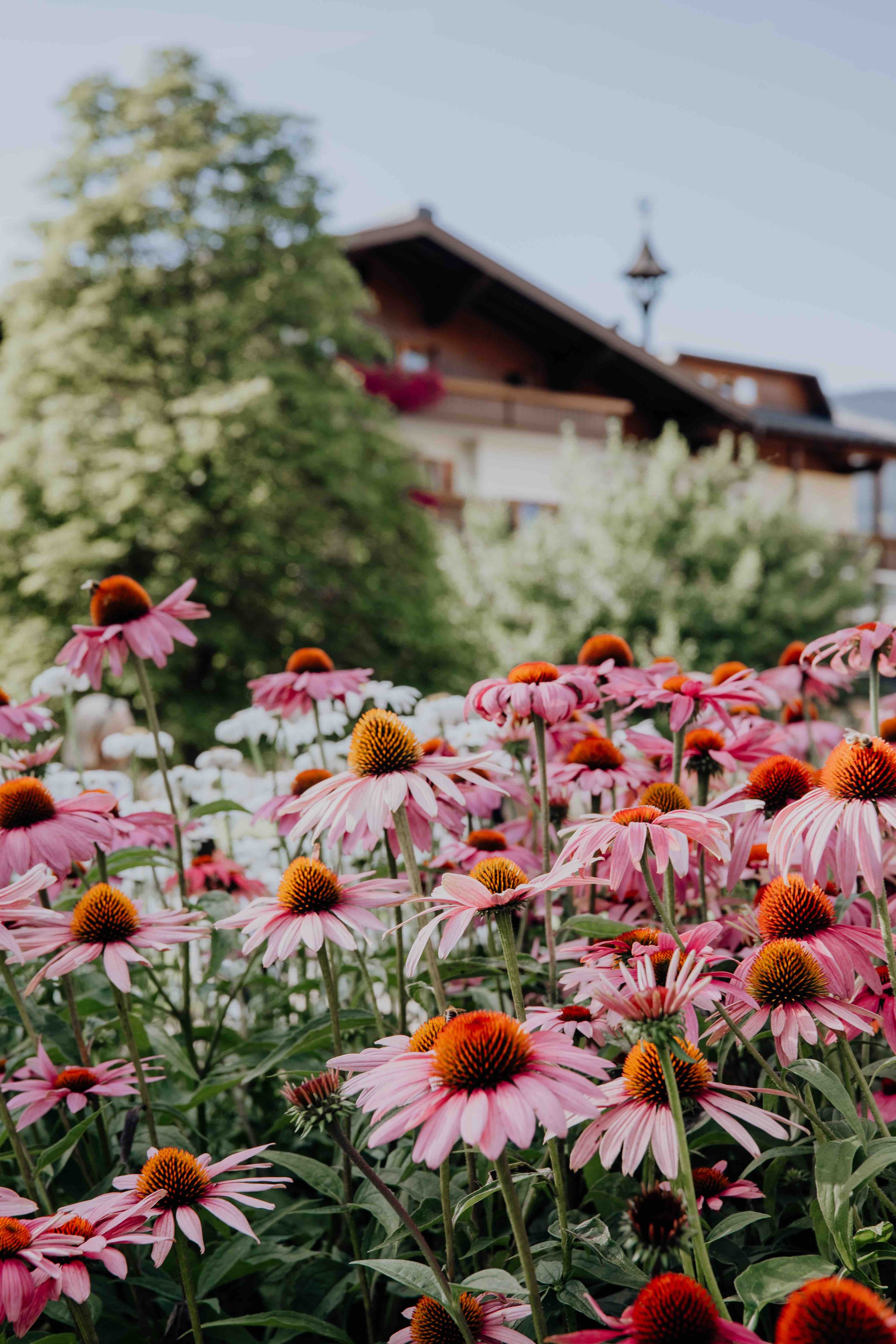 Weissenhof_Sommer_1.jpg