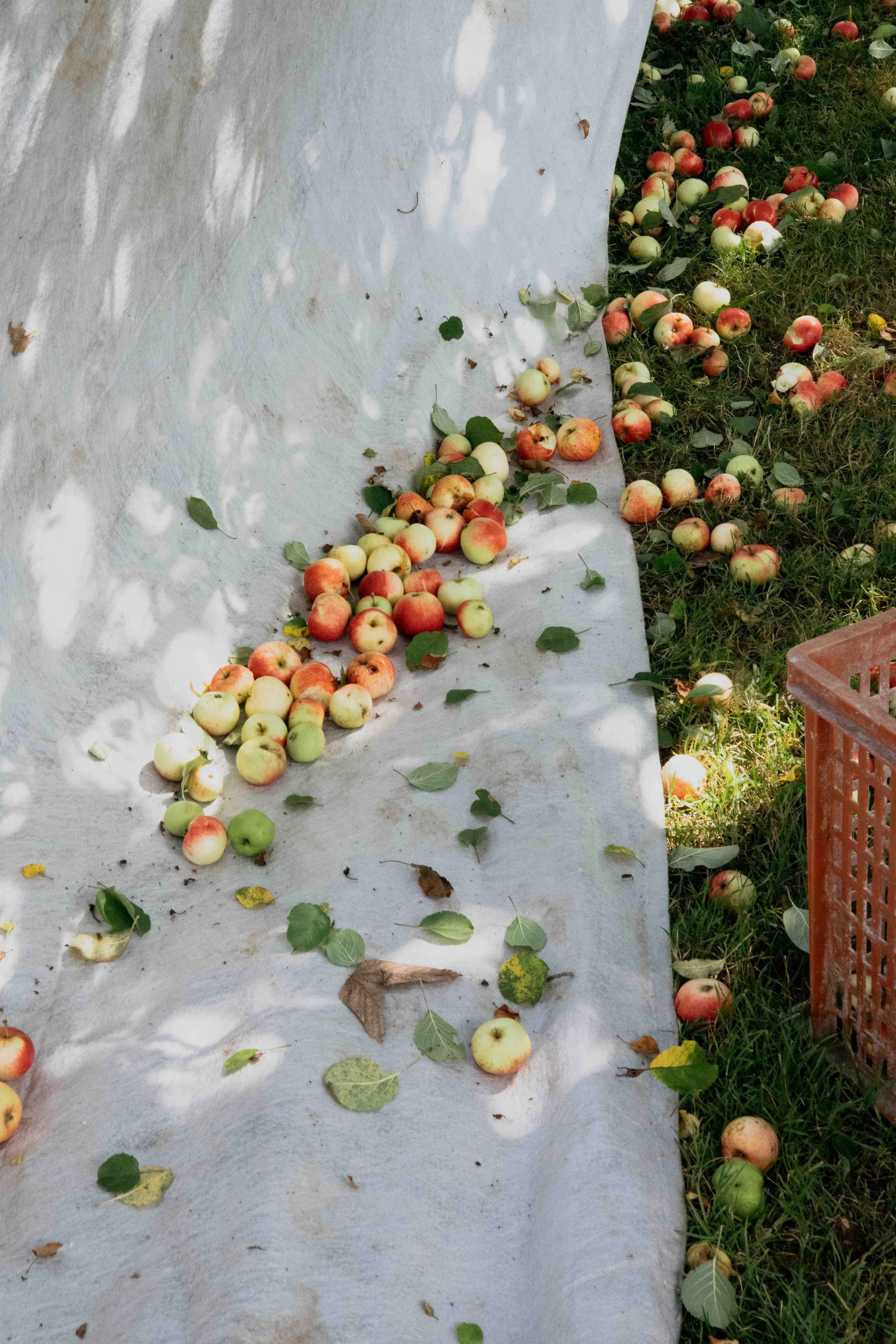 Weissenhof_Herbst_2.jpeg
