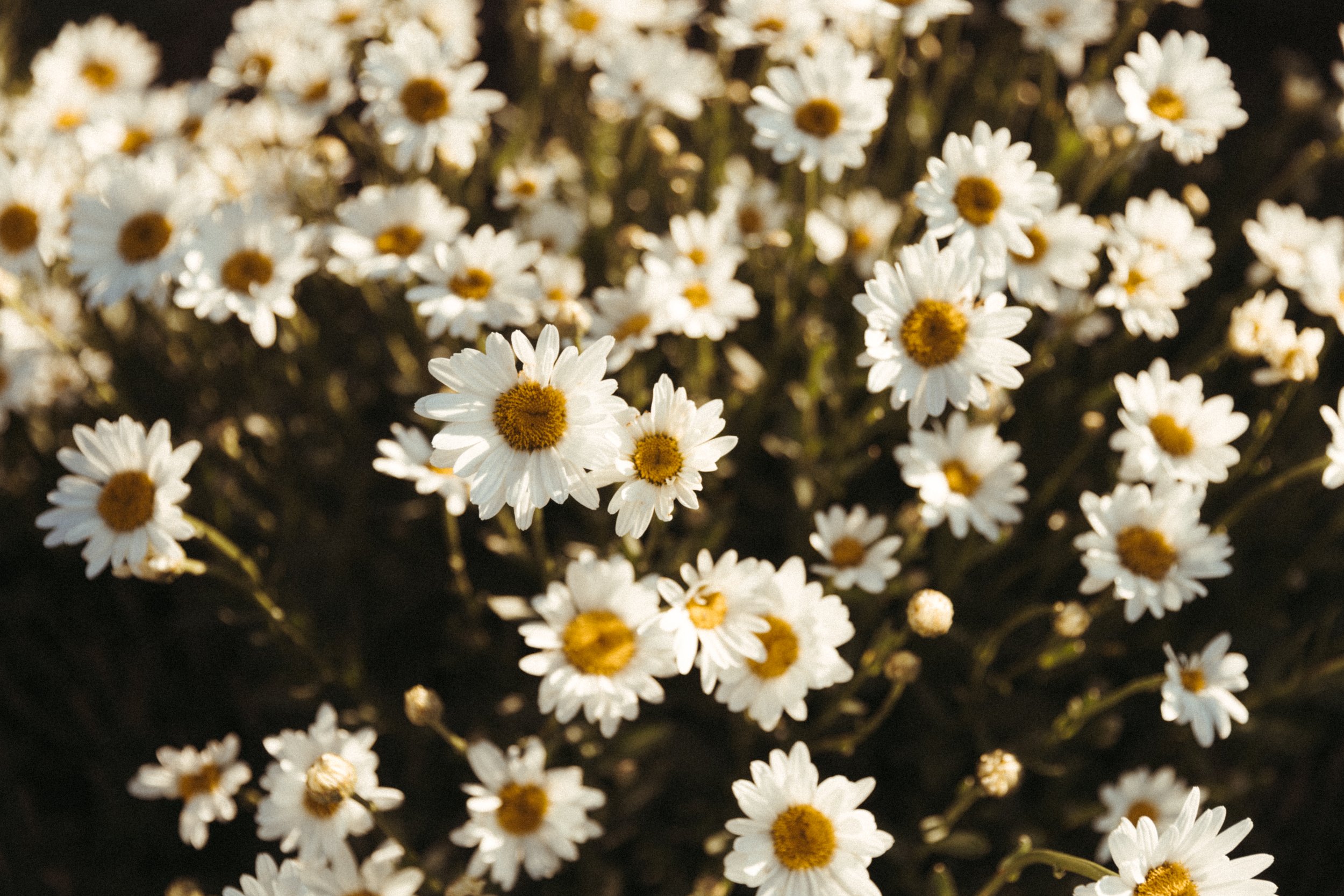 Horizontal Daisy.jpg