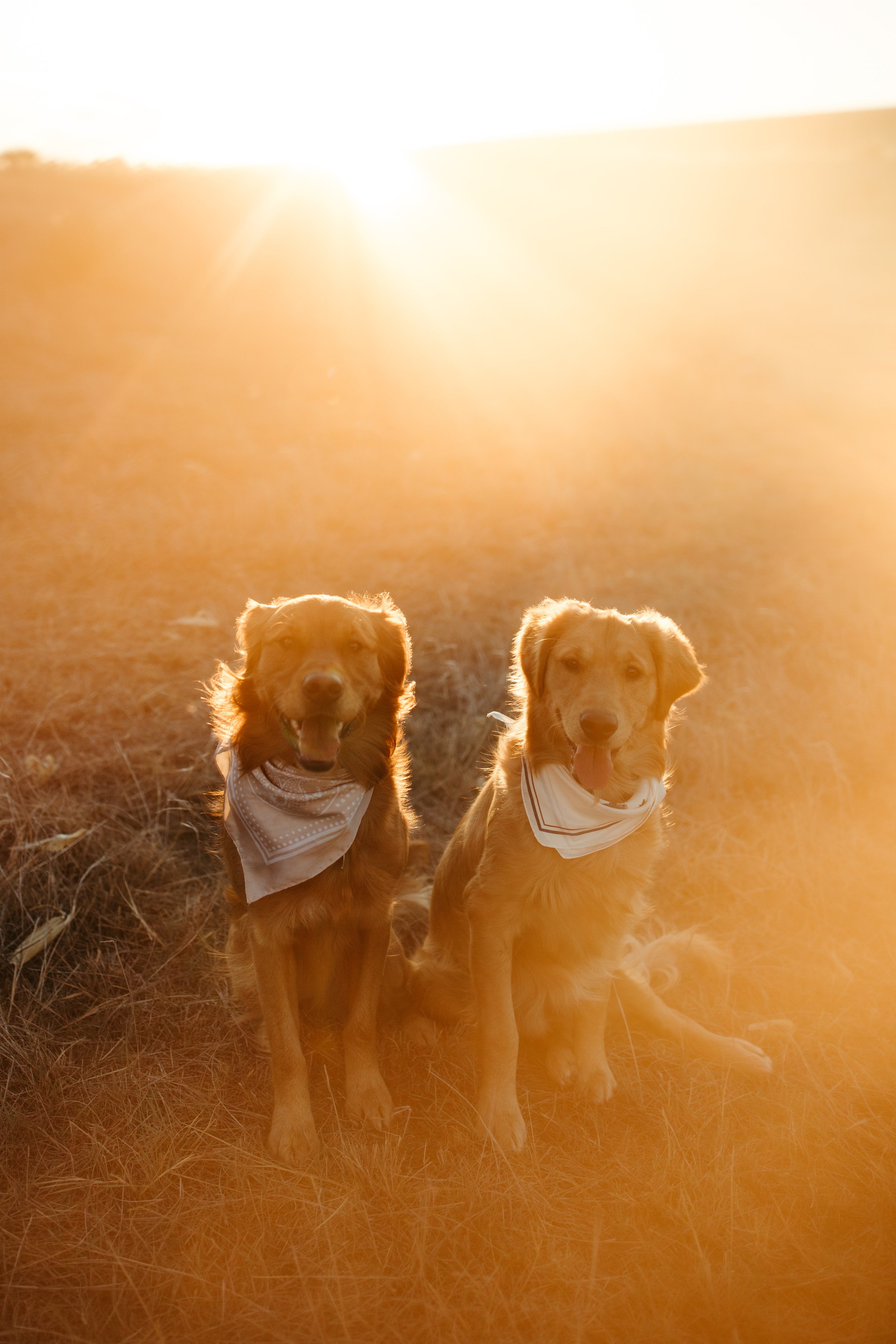 Goldens at Golden Hour.jpg