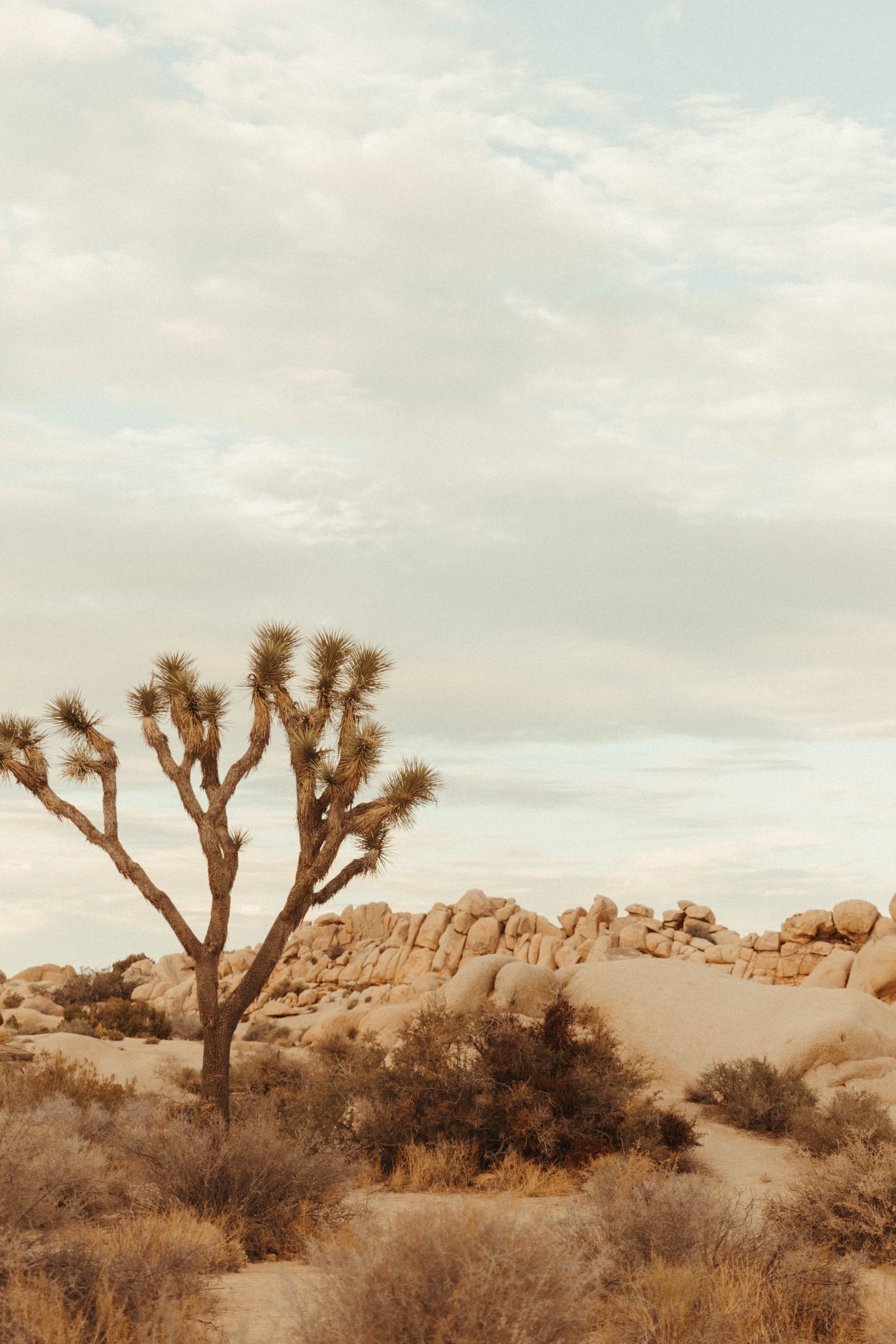 Joshua Tree.jpg