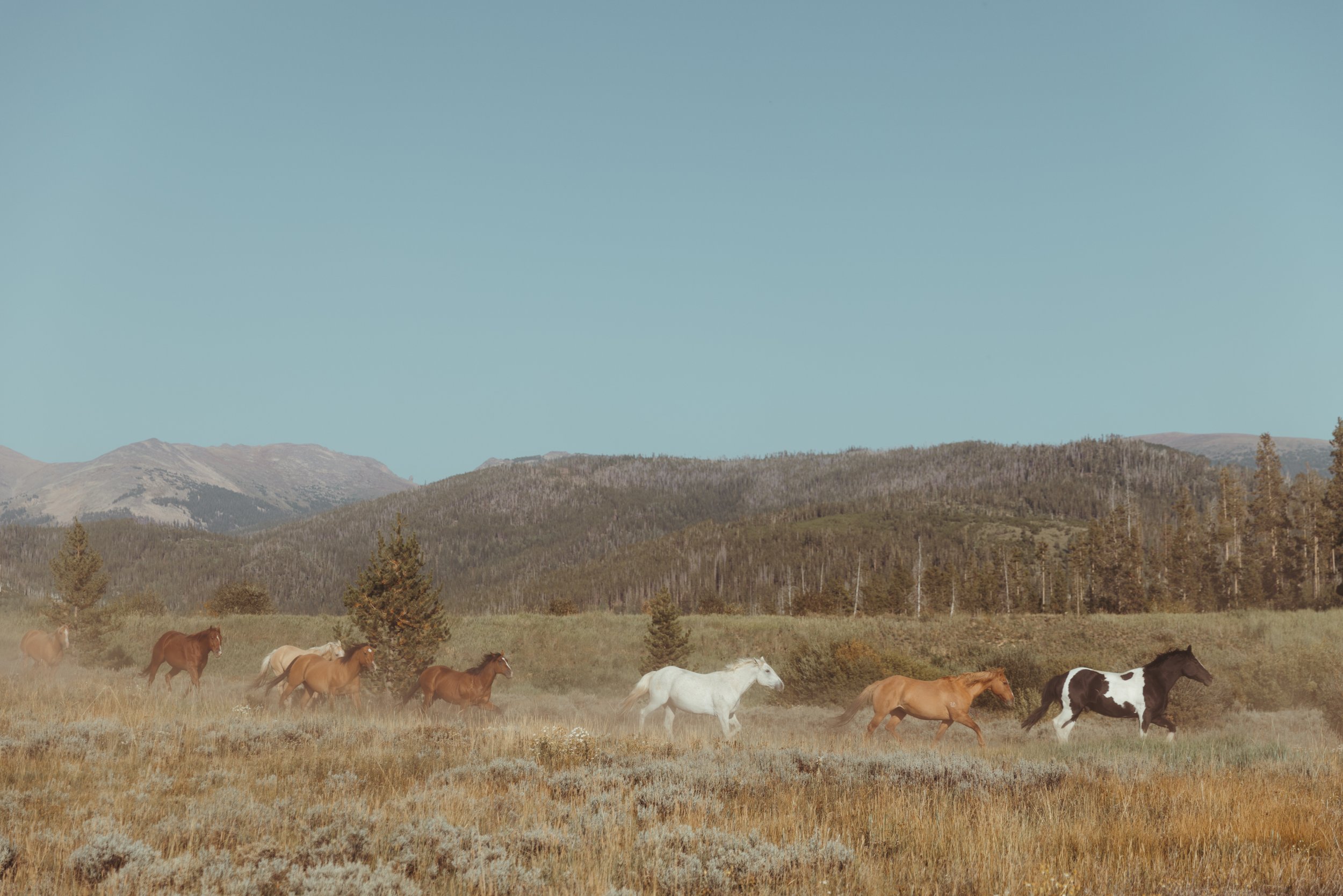 Wild & Free