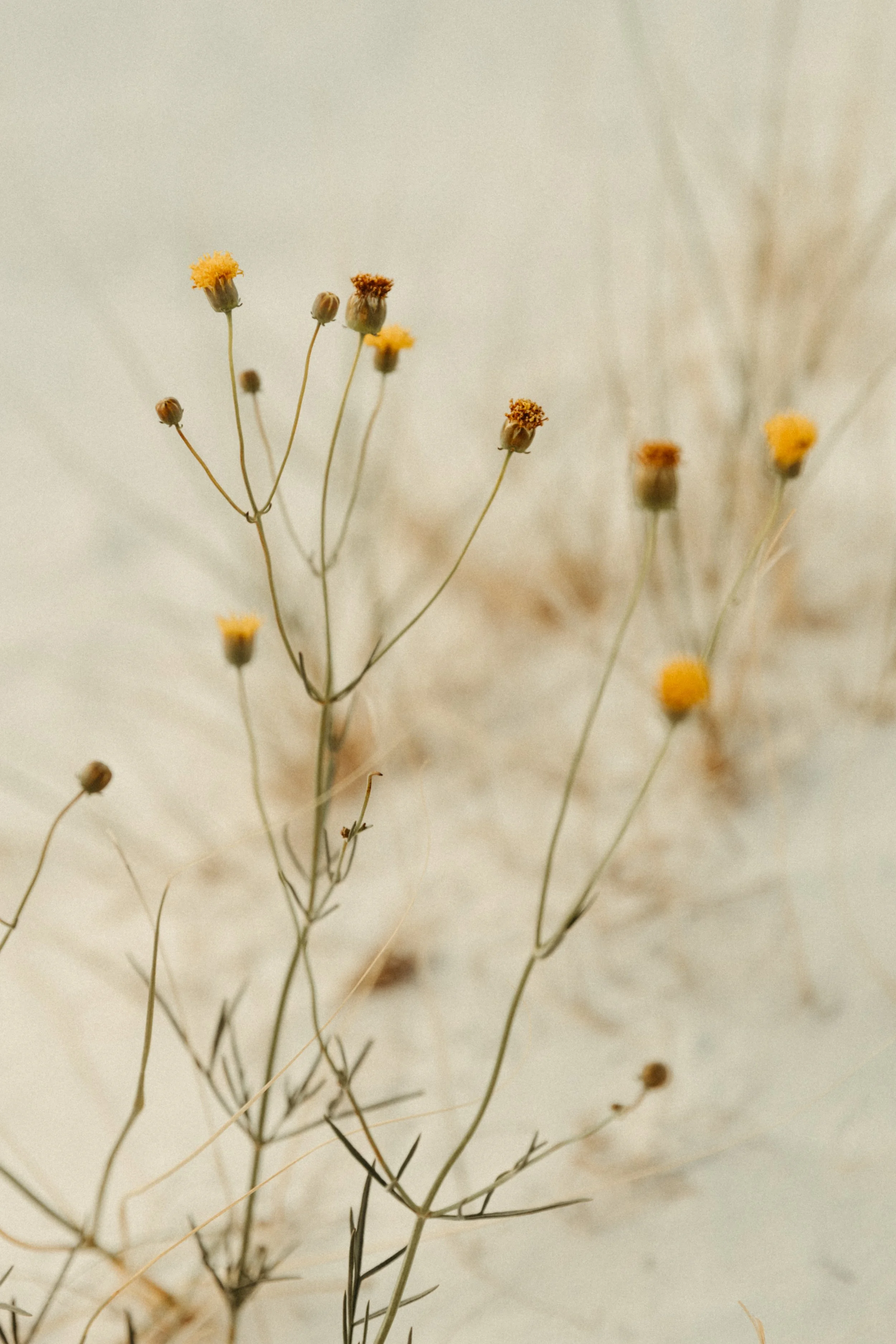 White Sands Flowers.jpg
