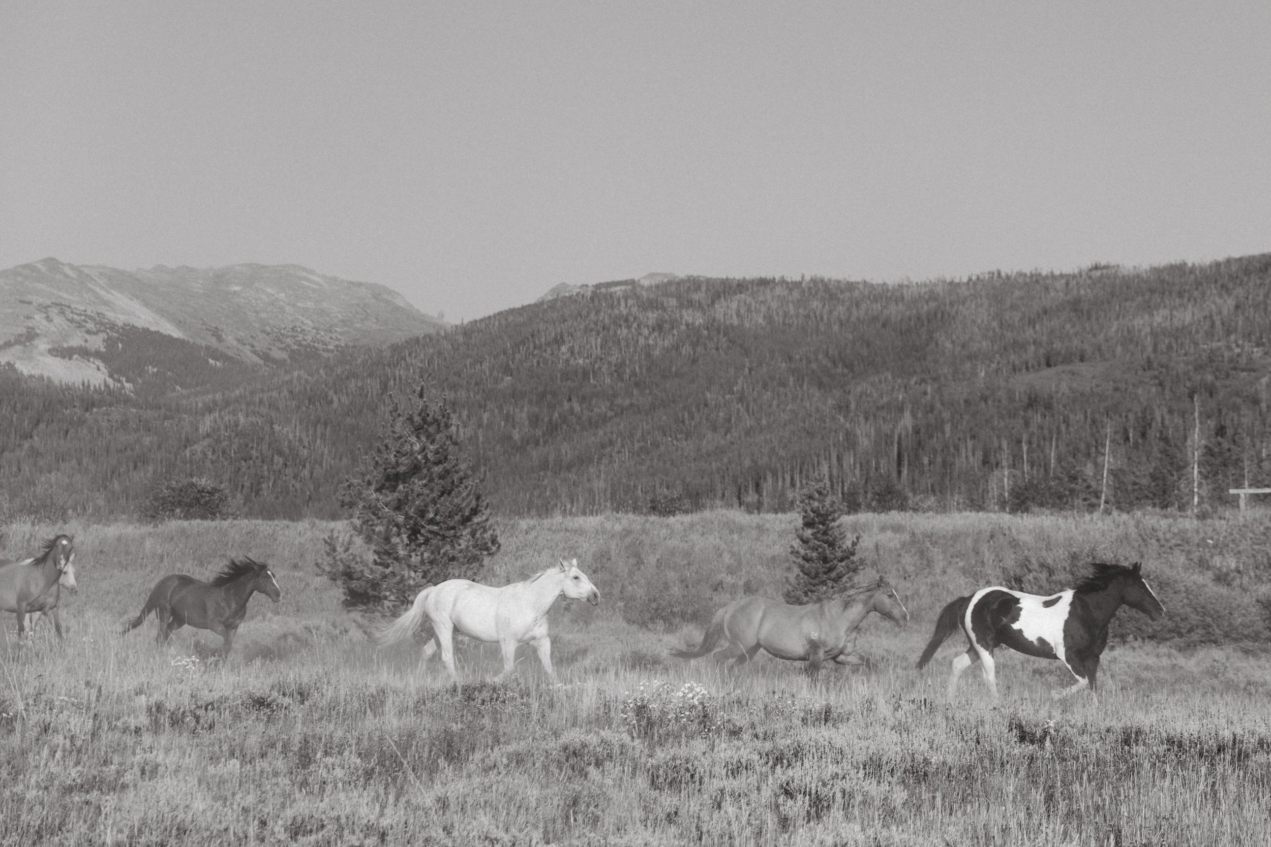 Wild Free B&W.jpg