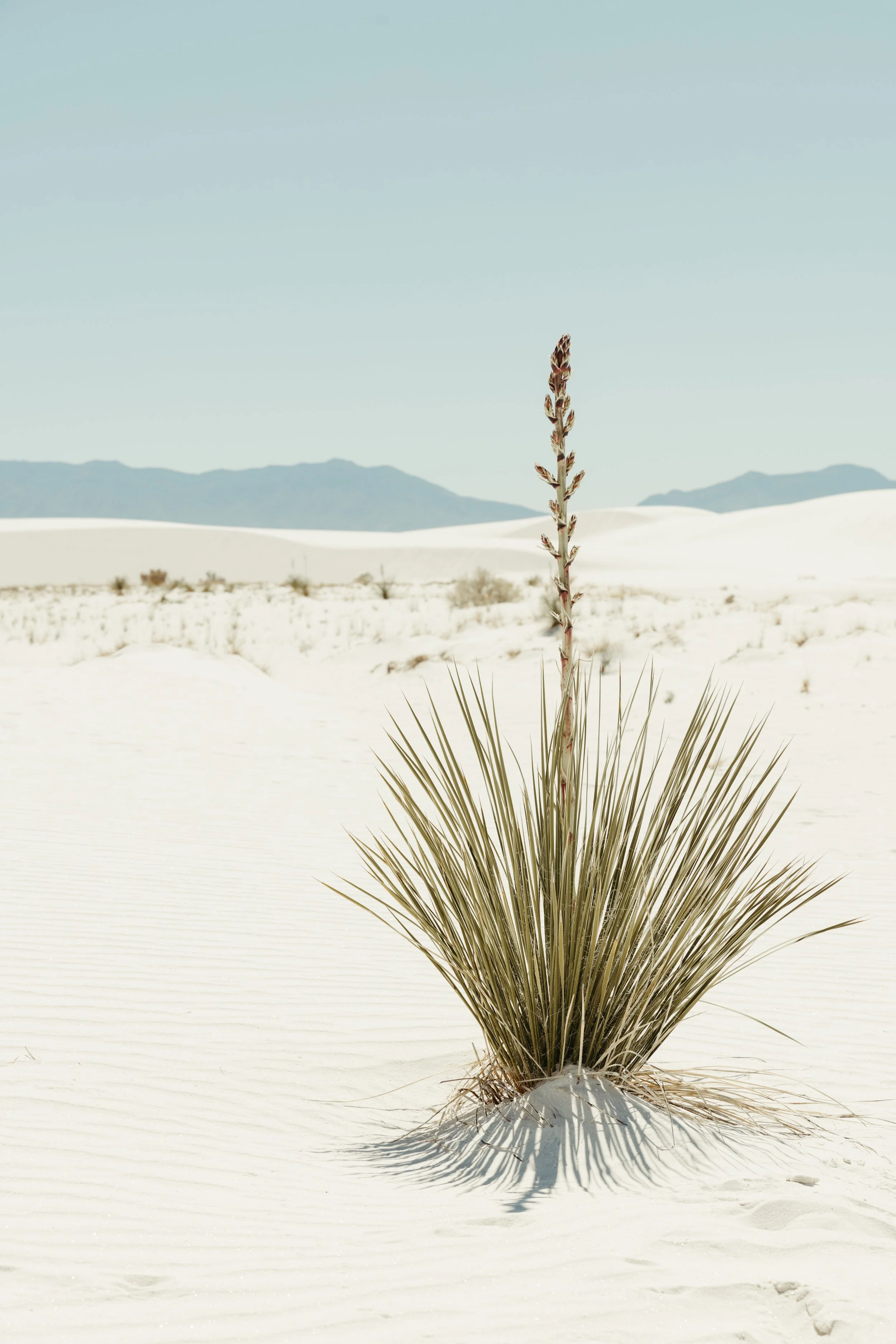 White Sands Yucca.jpg