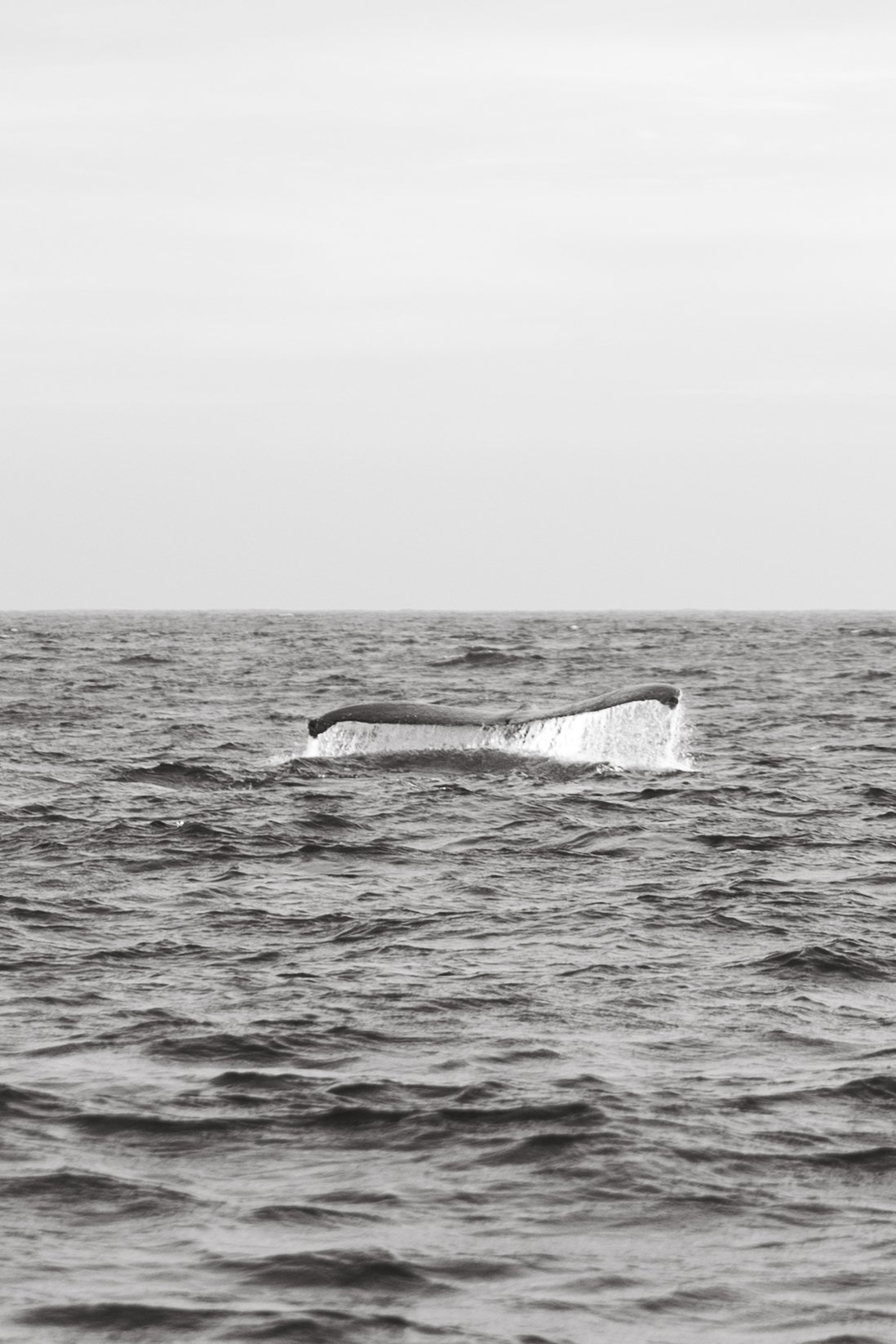 Whale Tail
