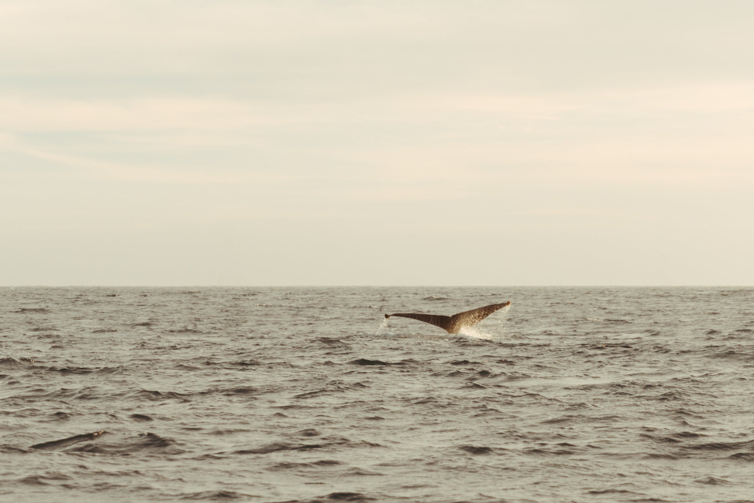 Whale Tail.jpg